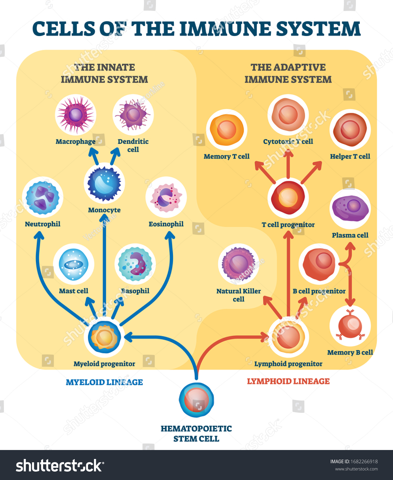 Monocyte Images, Stock Photos & Vectors | Shutterstock