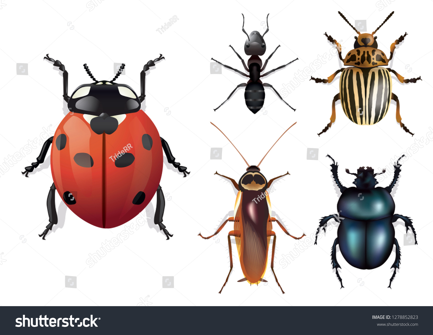 4,619 Six legged insects Images, Stock Photos & Vectors | Shutterstock