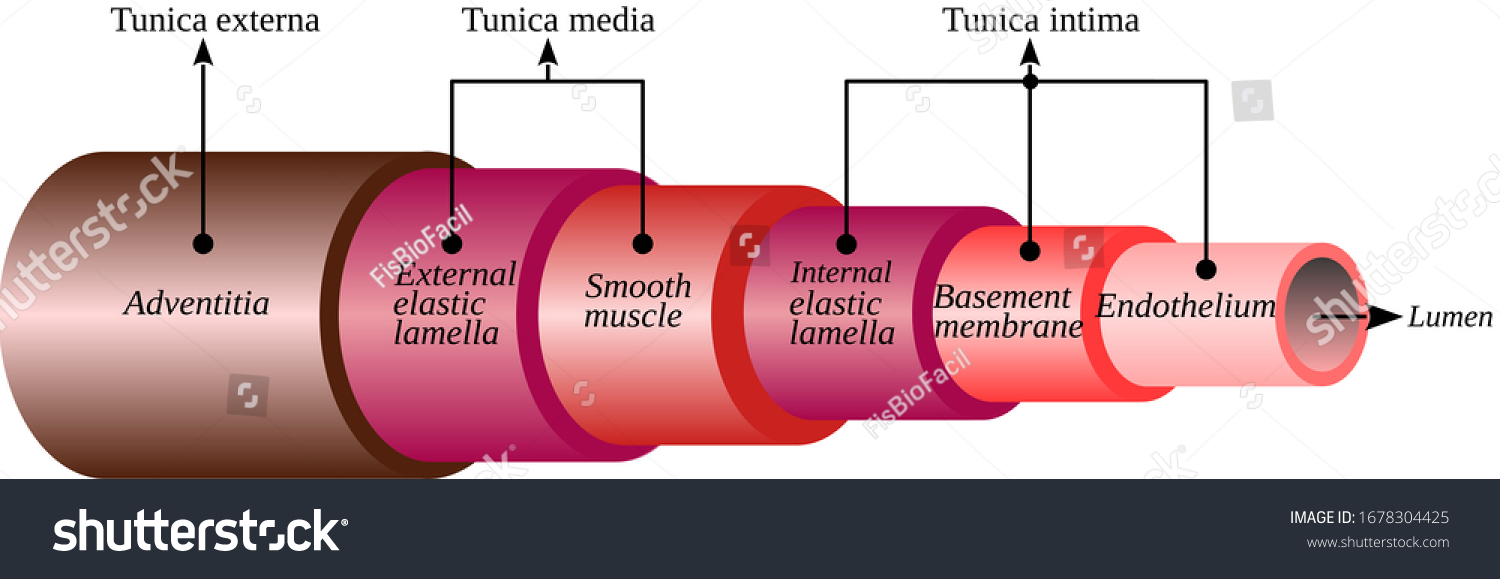 tunica-intima-images-stock-photos-vectors-shutterstock