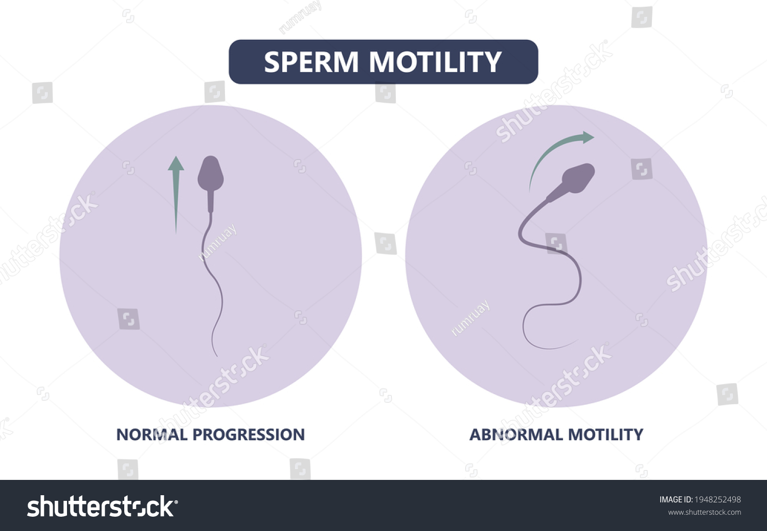 Vitro Fertilization Ivf Semen Test Sample Stock Vector Royalty Free 1948252498 