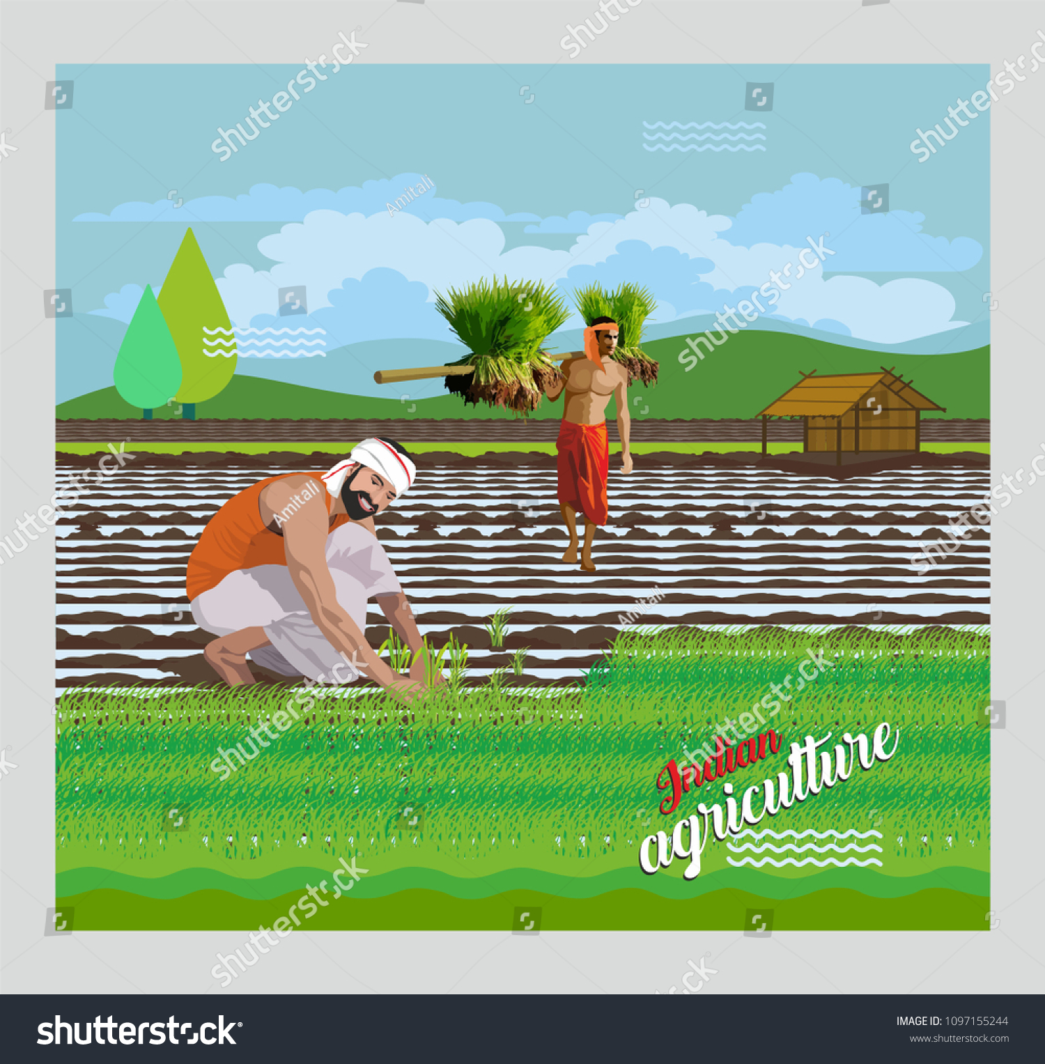 Indian Paddy Agriculture Stock Vector (Royalty Free) 1097155244