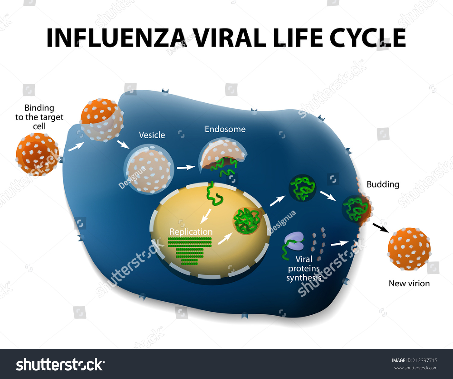 Influenza Virus Replication Cycle Schematic Diagram Stock Vector ...