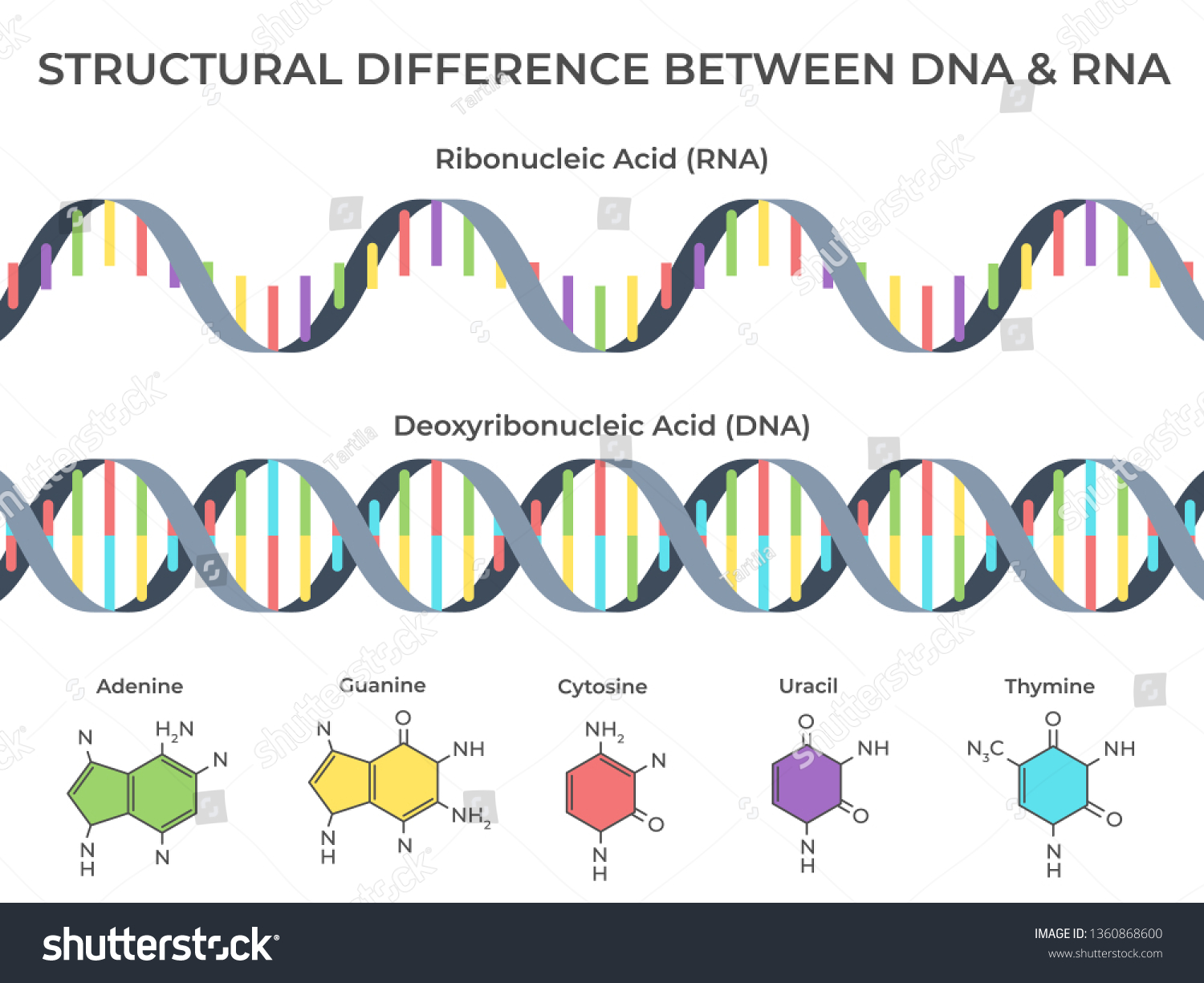 Infographic Dna Rna Spiral Ribonucleic Vs Stock Vector Royalty Free 1360868600 Shutterstock 6846