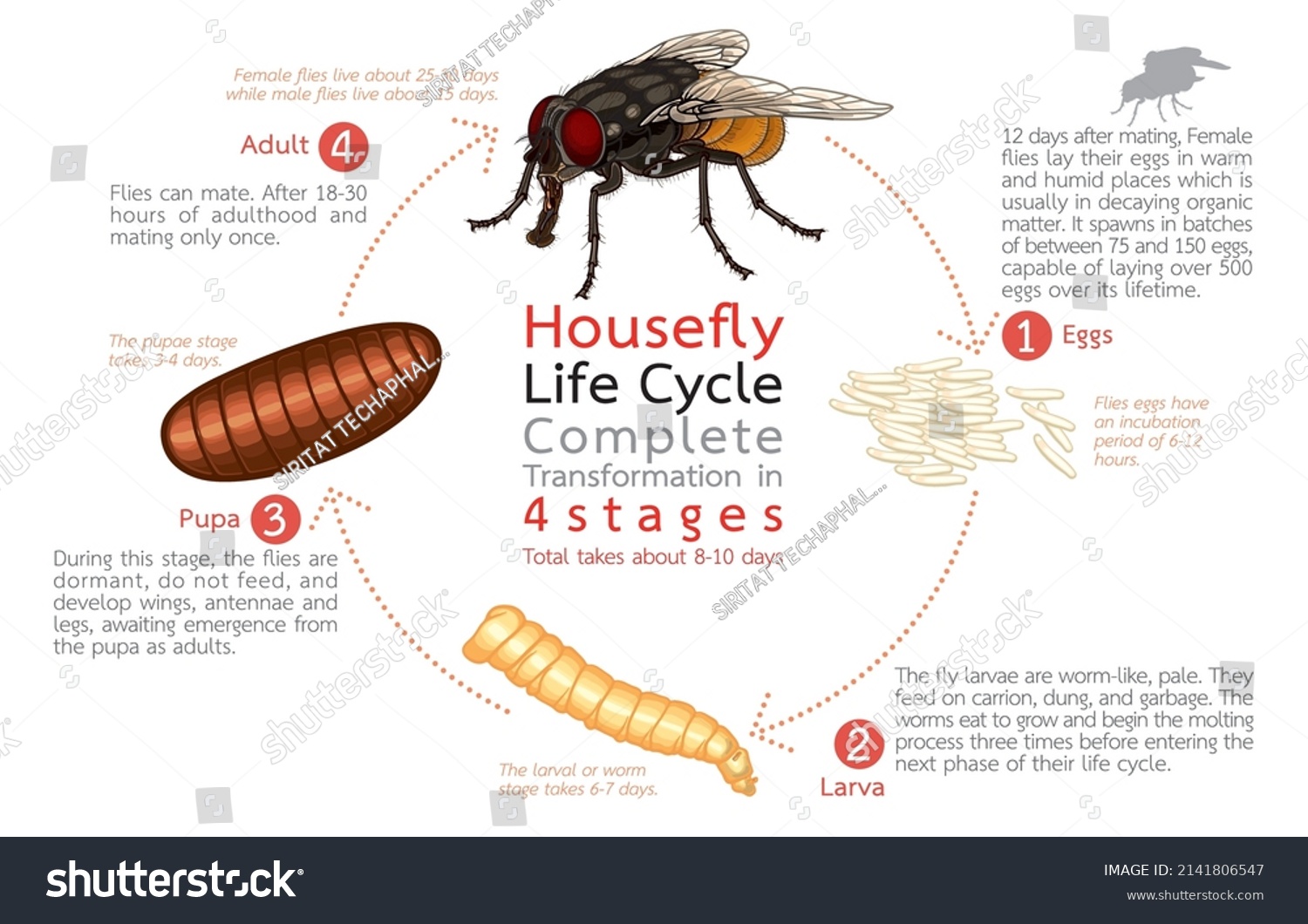 254 Larval stage life cycle Images, Stock Photos & Vectors | Shutterstock