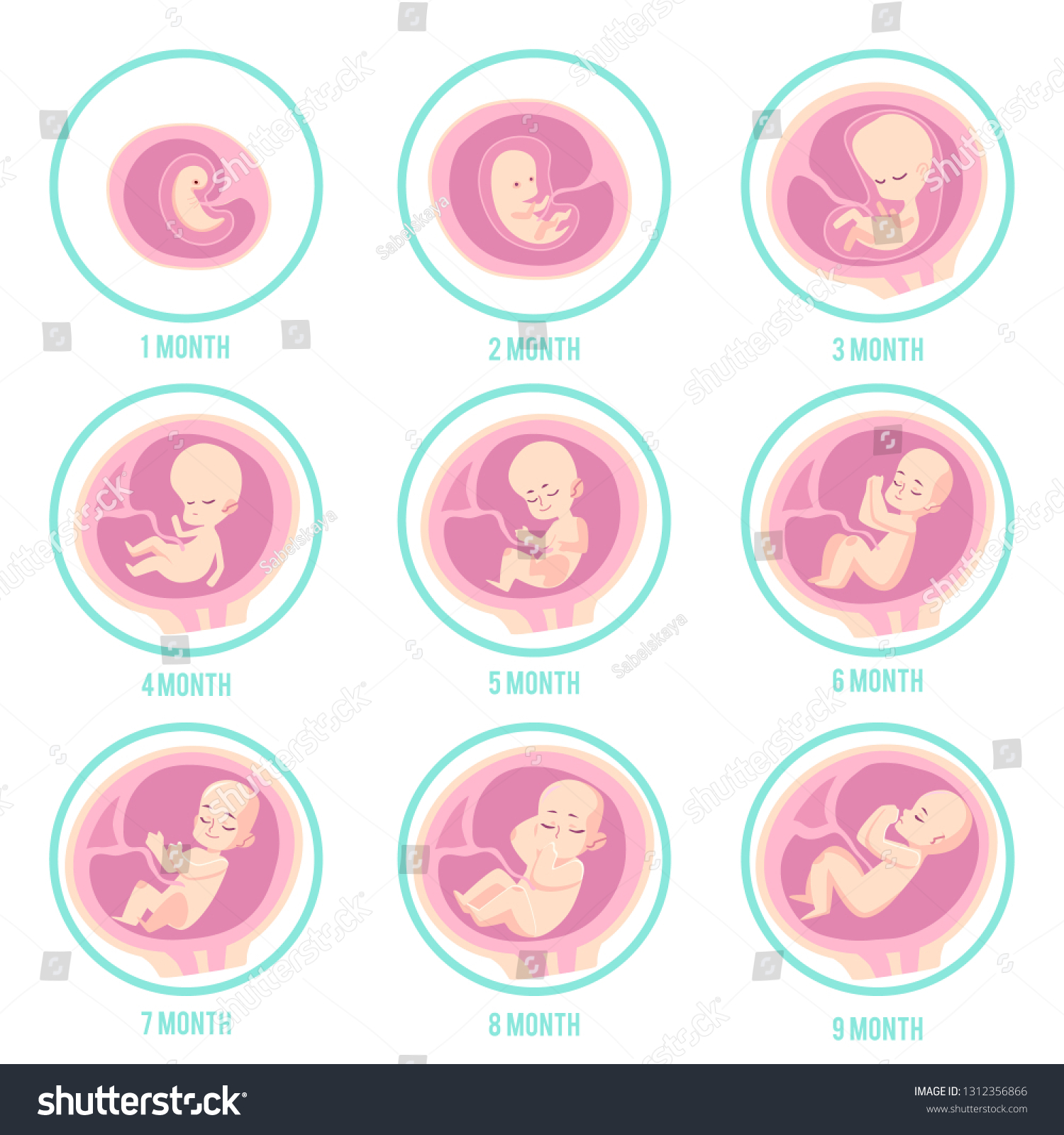 Infographic Stages Embryo Fetus Development Pregnancy 1400