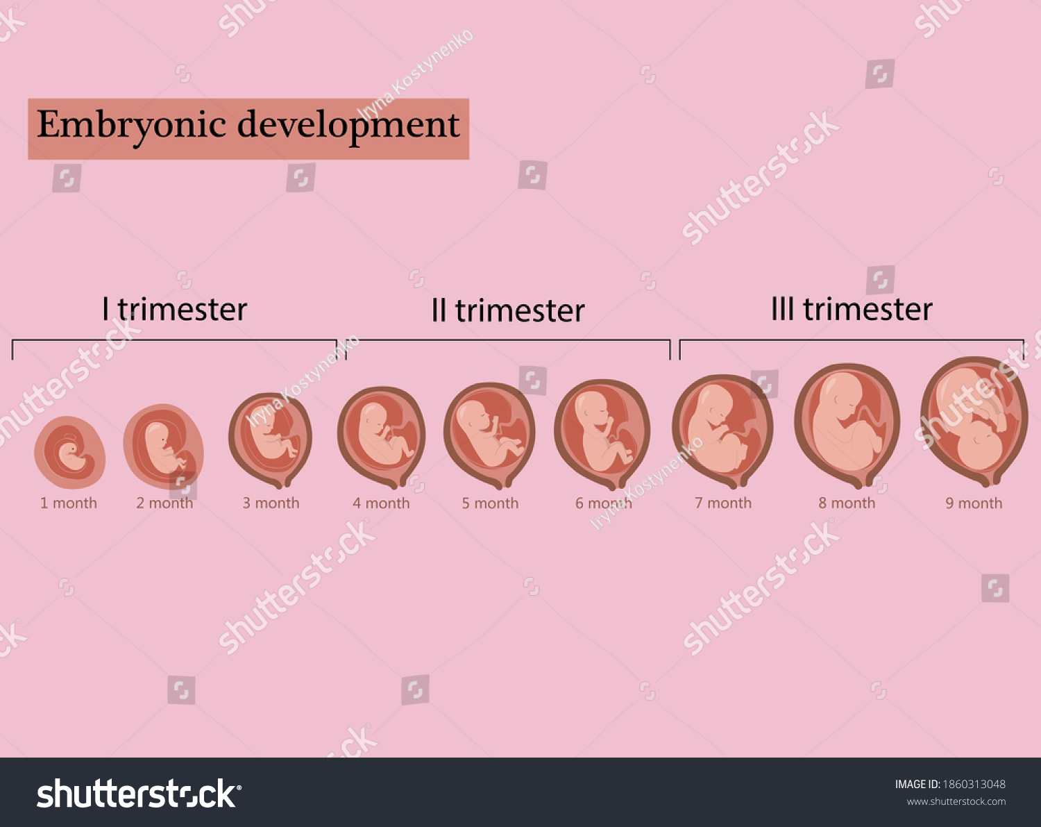 Infographic Stages Pregnancy Embryo Fetus Development Stock Vector Royalty Free 1860313048 0741