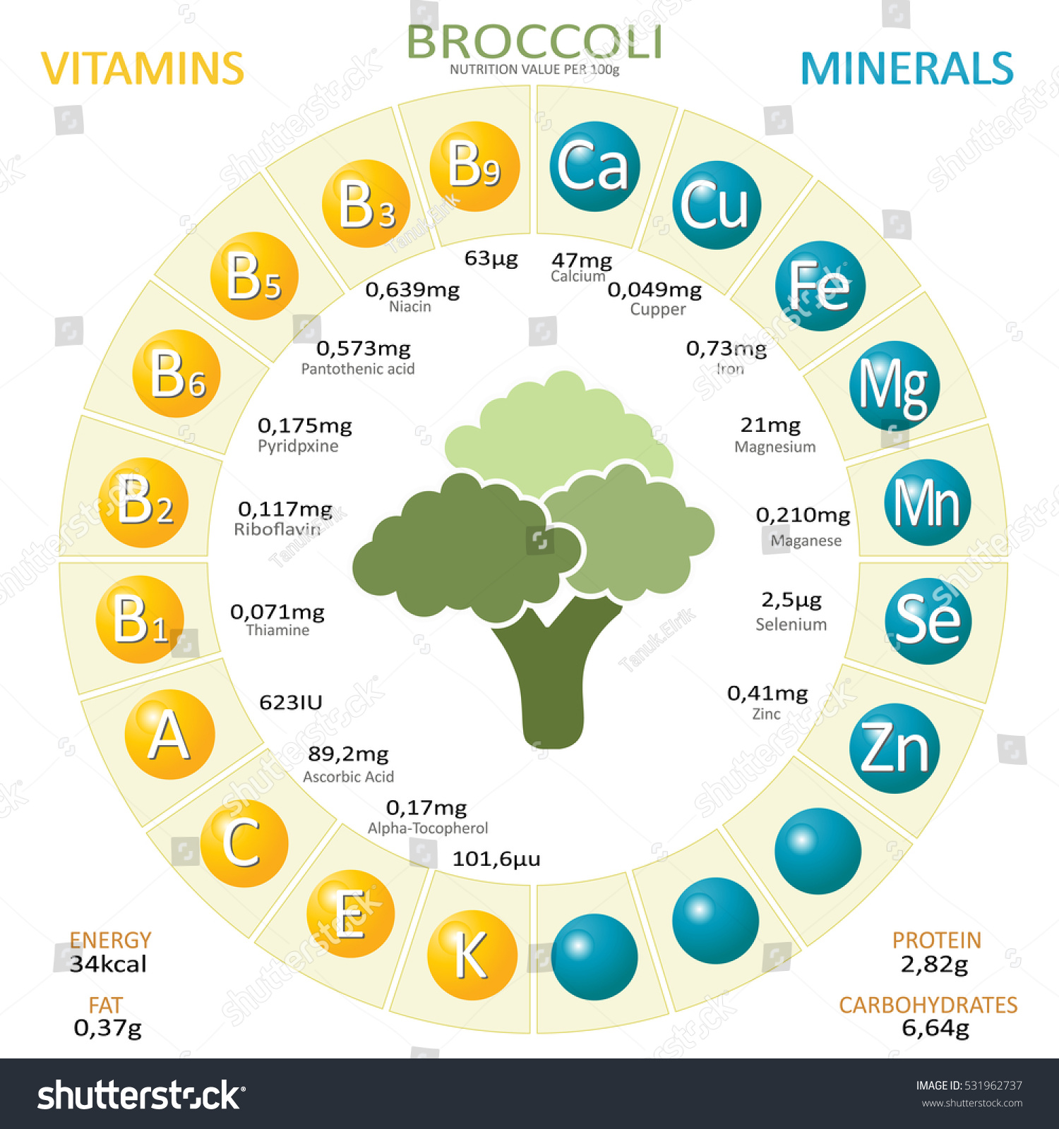 Vektor Stok Infographics About Nutrients Broccoli Vector Illustration Tanpa Royalti 531962737 7906