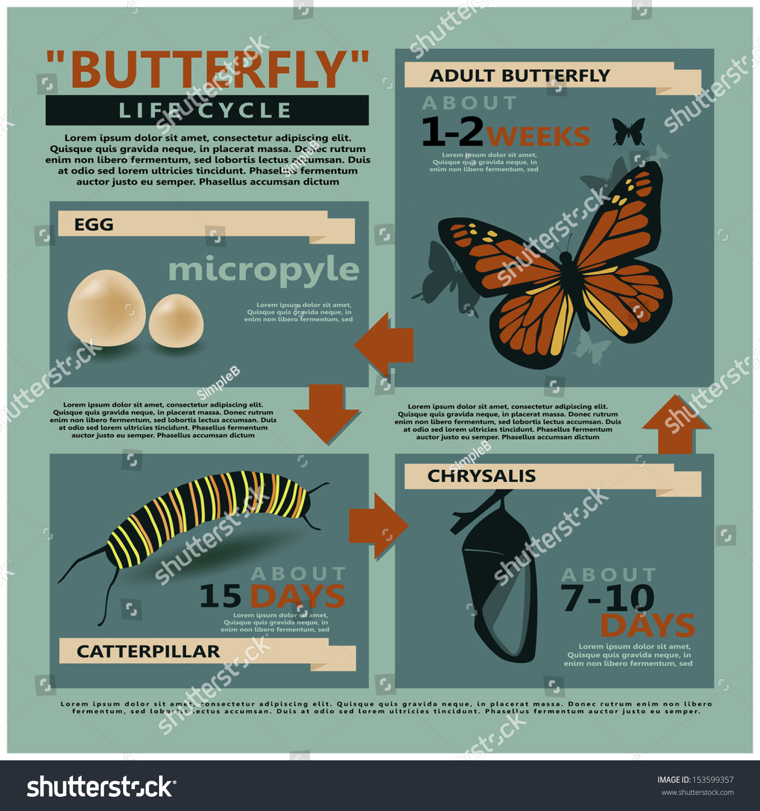 Download Infographics Butterflys Life Cycle Vector Template Stock Vector Royalty Free 153599357