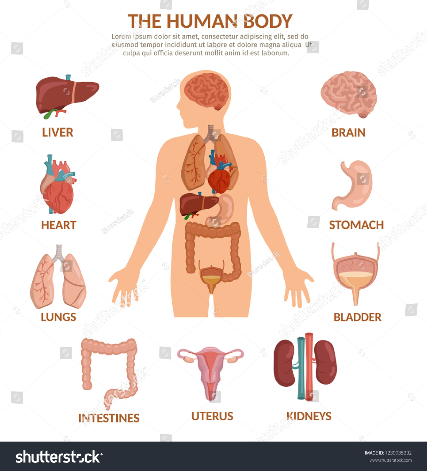 Infographics Human Organs Anatomy Body Cartoon Stock Vector
