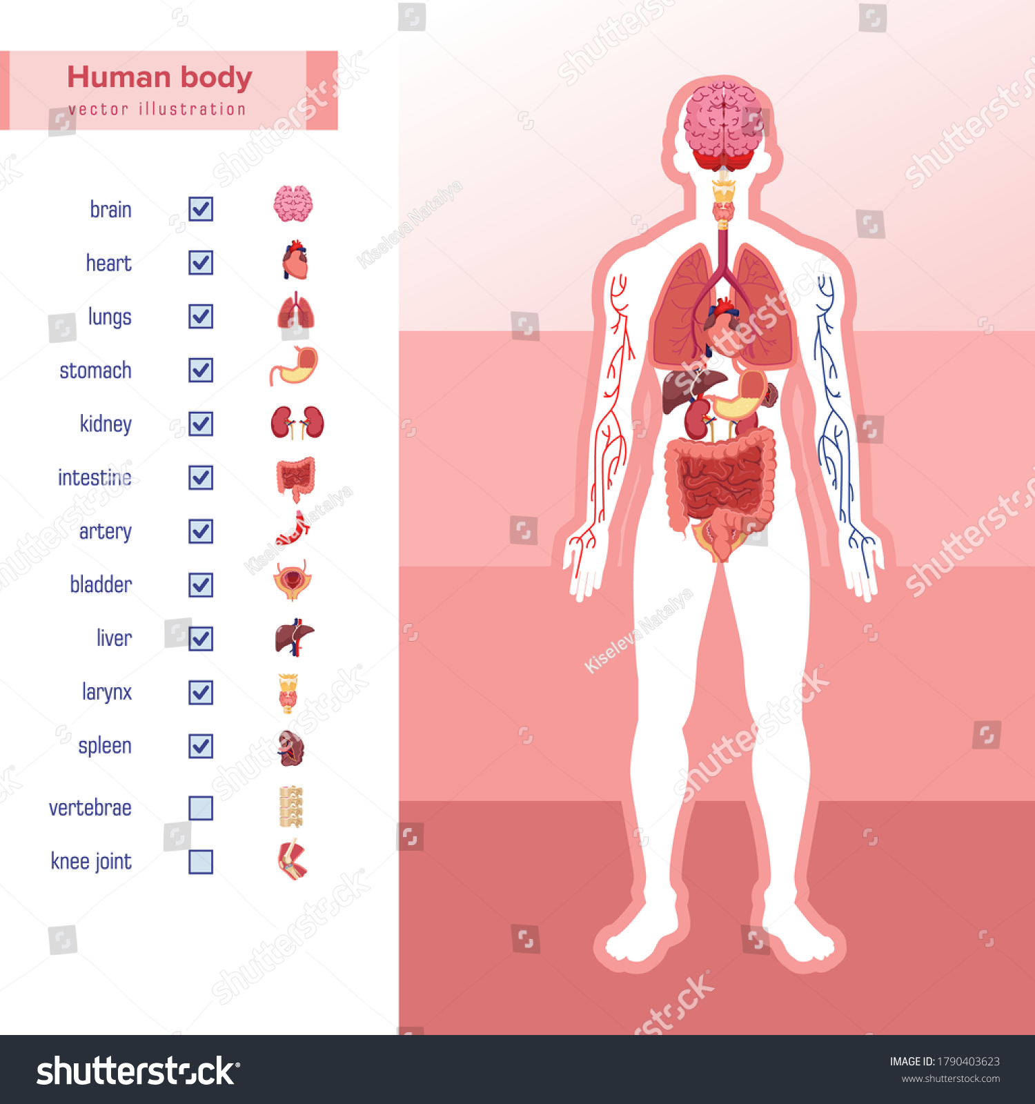 Infographics Human Organs Human Anatomy Brain Stock Vector (Royalty ...