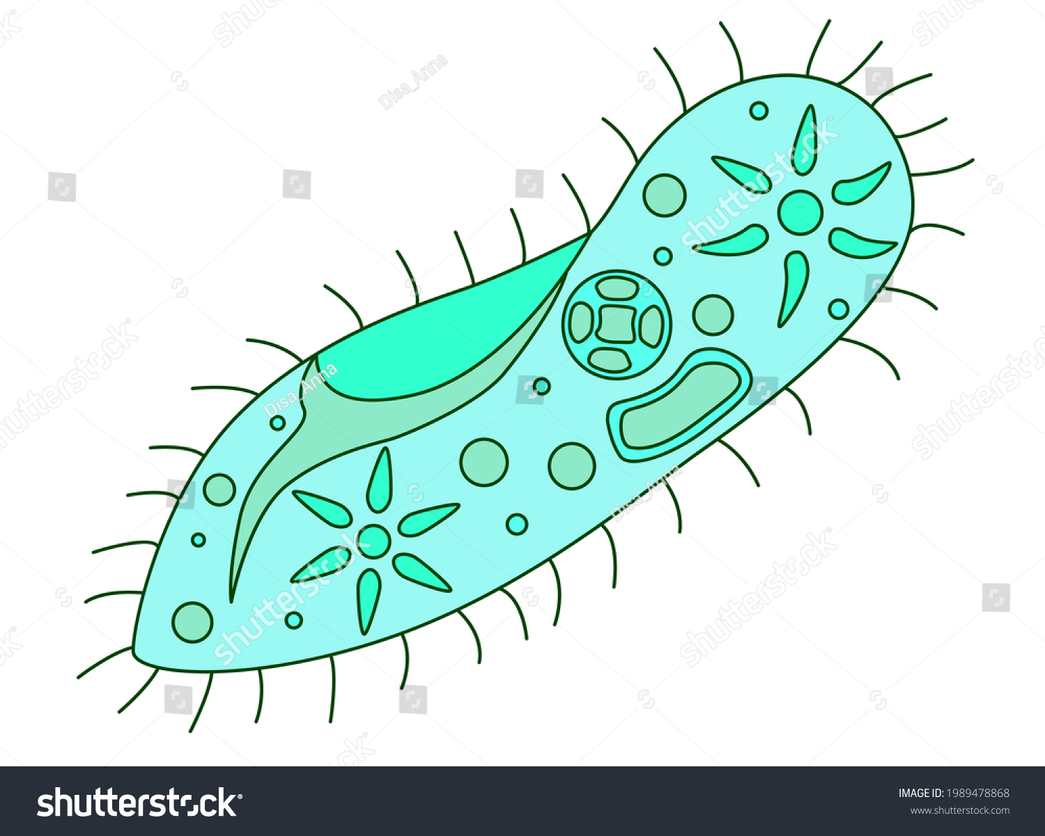 Infusoria Slipper Vector Full Color Illustration Stock Vector (Royalty ...