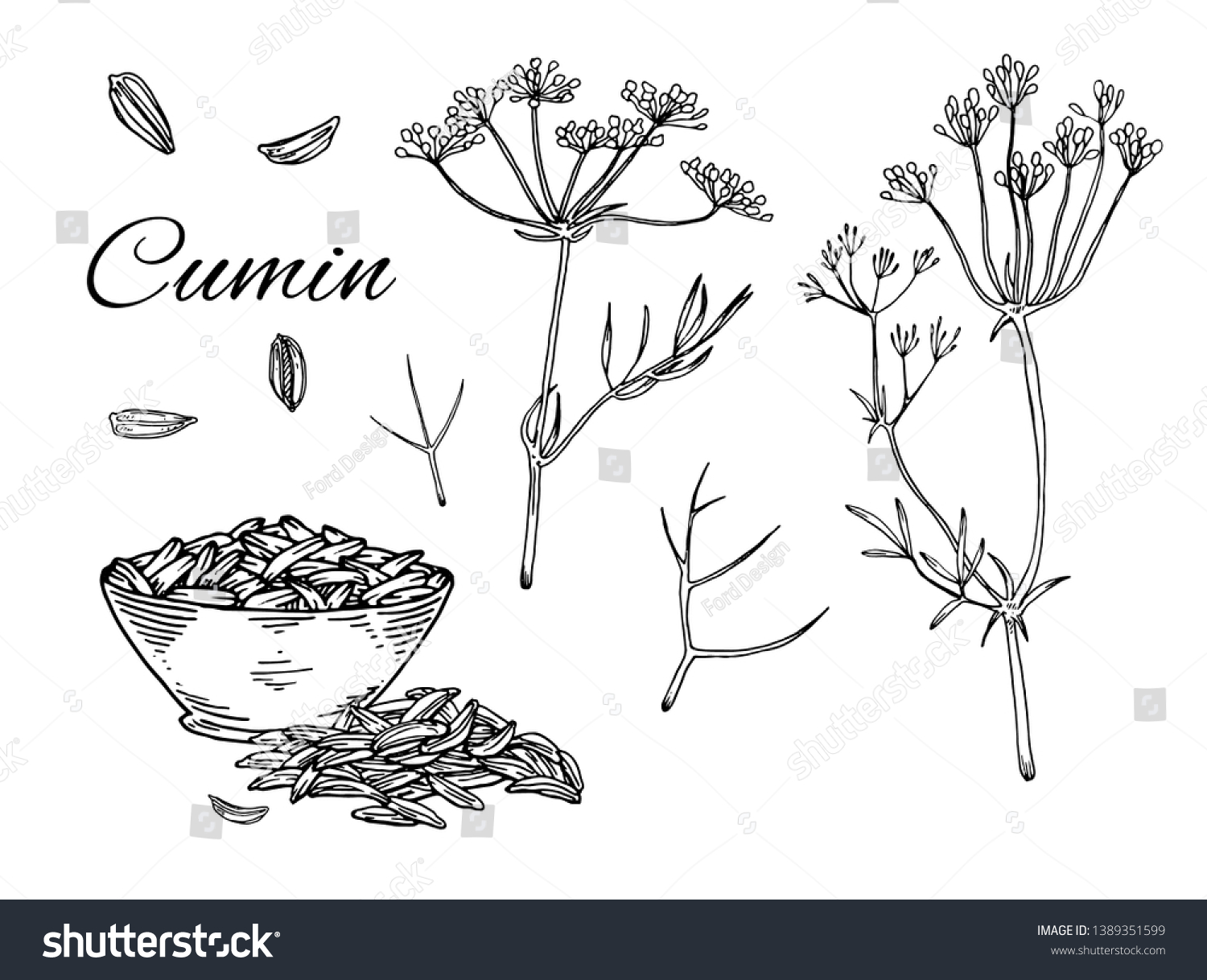 Ink Cumin Hand Drawn Set Retro Stock Vector (Royalty Free) 1389351599 ...