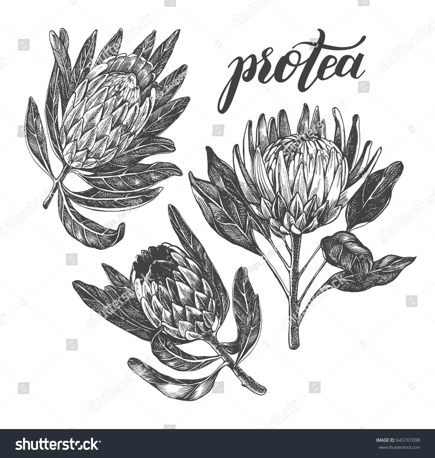 Ink Hand Drawn Set Exotic Protea Stock Vector (Royalty Free) 645707098 ...