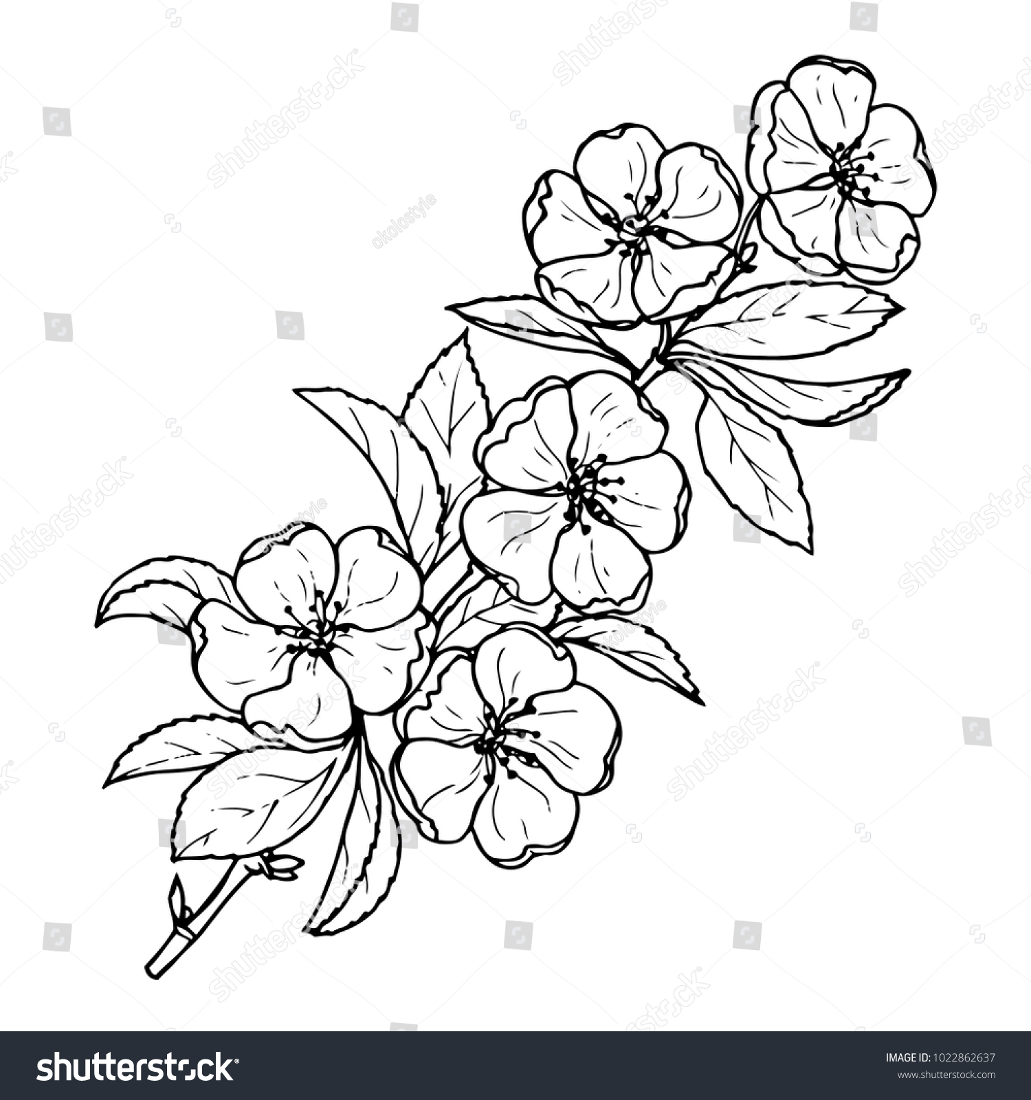 Ink Pencil Black White Flower Sketchtransparent Stock Vector