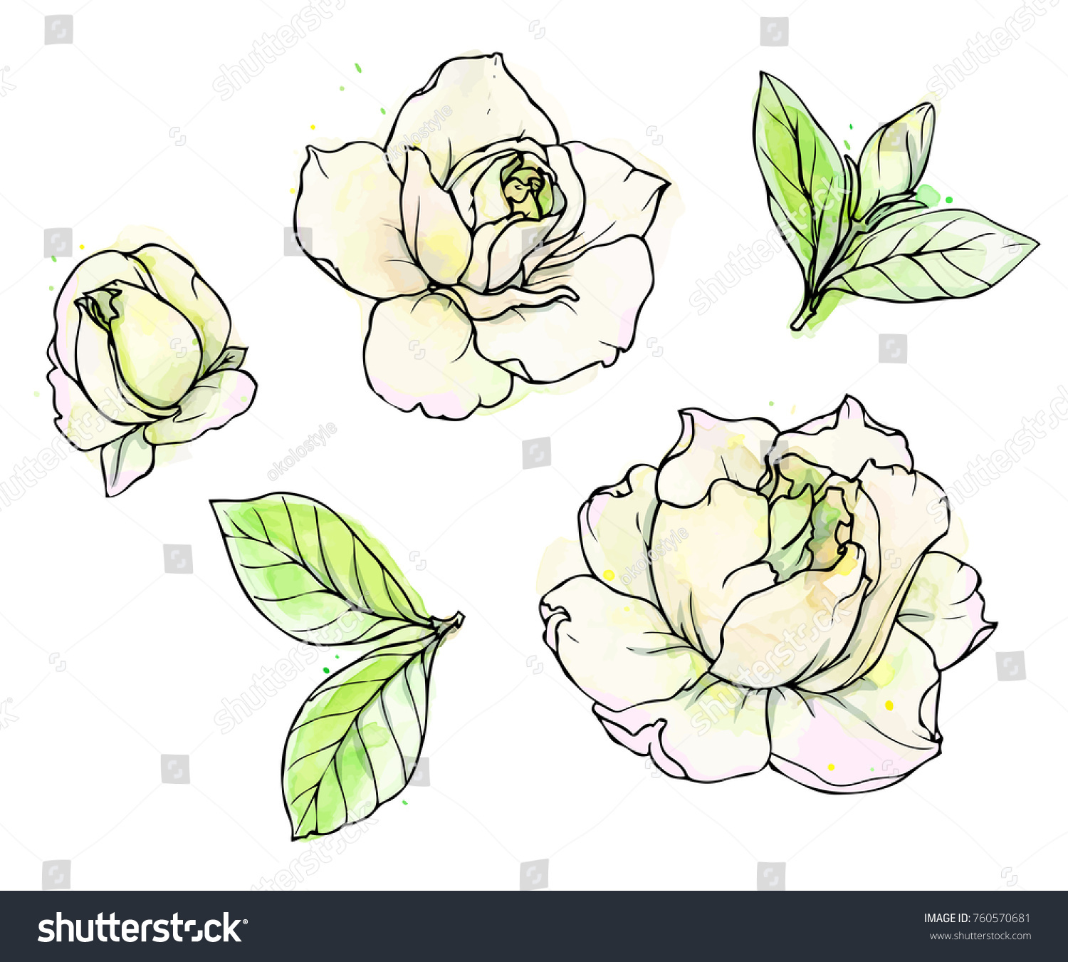 ink pencil watercolor gardenia