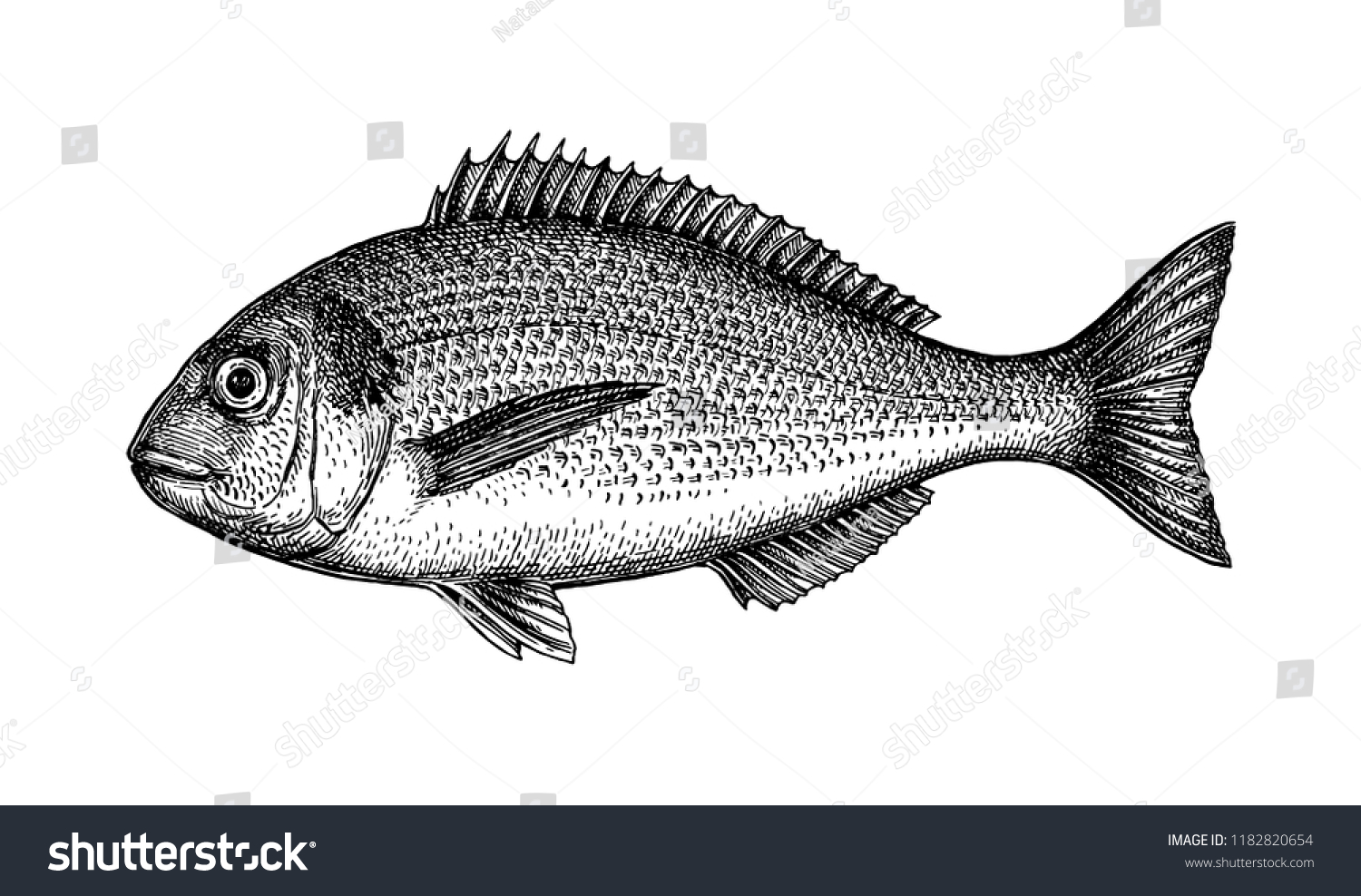 鯛の墨絵 白い背景に魚の手描きのベクターイラスト レトロなスタイル のベクター画像素材 ロイヤリティフリー 鯛の墨絵 白い背景に魚の手描きのベクターイラスト レトロなスタイル のベクター画像素材 ロイヤリティフリー