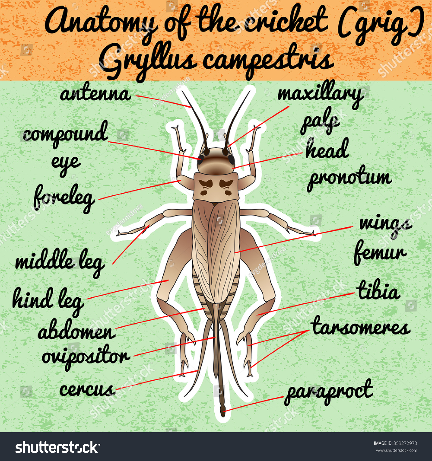 Sentence On Cricket Insect