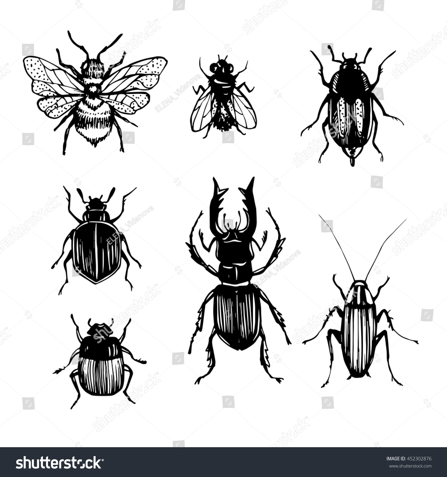 Insects Collection Kit Bugs Beetles Vector Stock Vector (Royalty Free ...