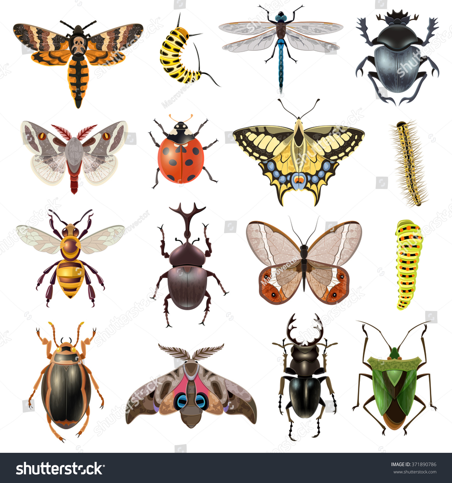 11,264 Bugs realistic Stock Illustrations, Images & Vectors | Shutterstock