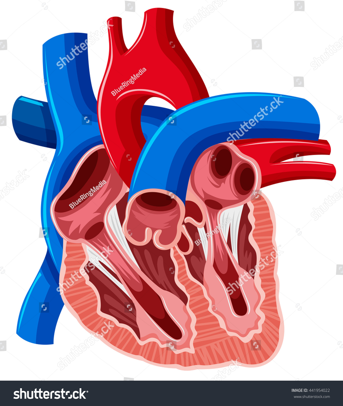 Inside Diagram Of Human Heart Illustration - 441954022 ...