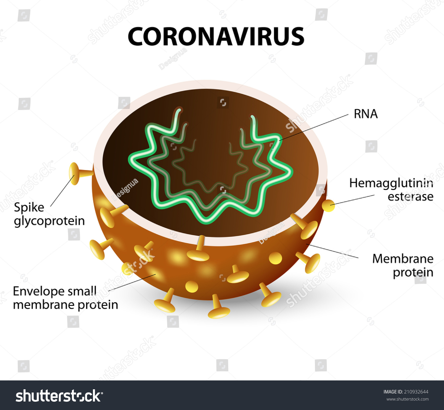 Inside Corona Virus Coronavirus Strain Virus Stock Vector 210932644 - Shutterstock1500 x 1386