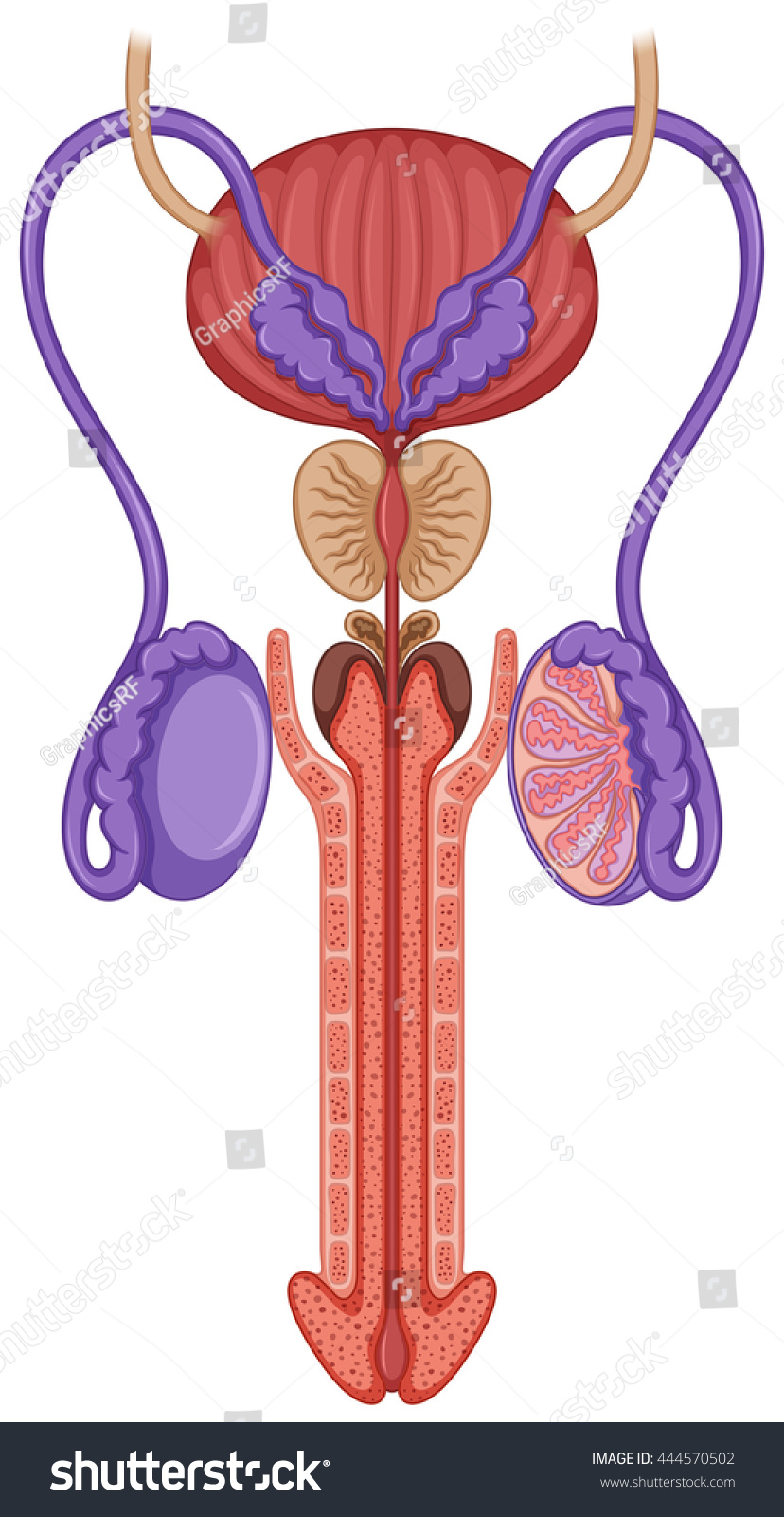 Inside Male Reproductive System Illustration Stock Vector Royalty Free 444570502 