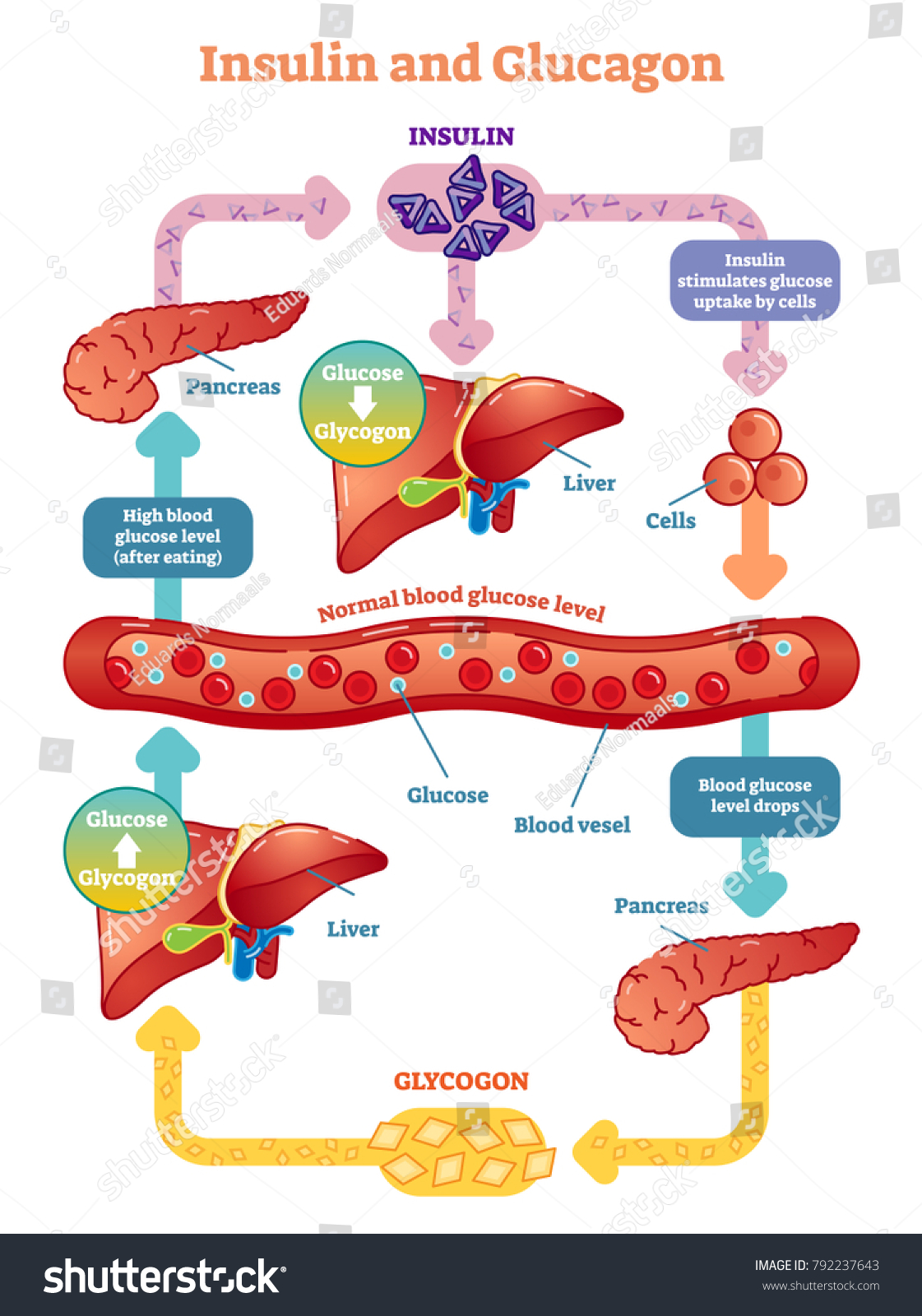 Diagrama De Ilustração Vetorial De Insulina: Vetor Stock (livre De ...