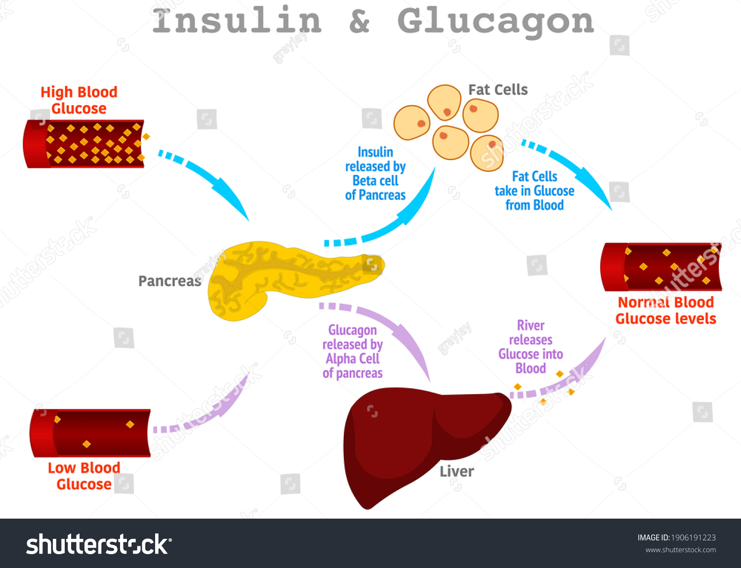 Insulin And Glucagon Vector Illustration Diagram Stoc - vrogue.co