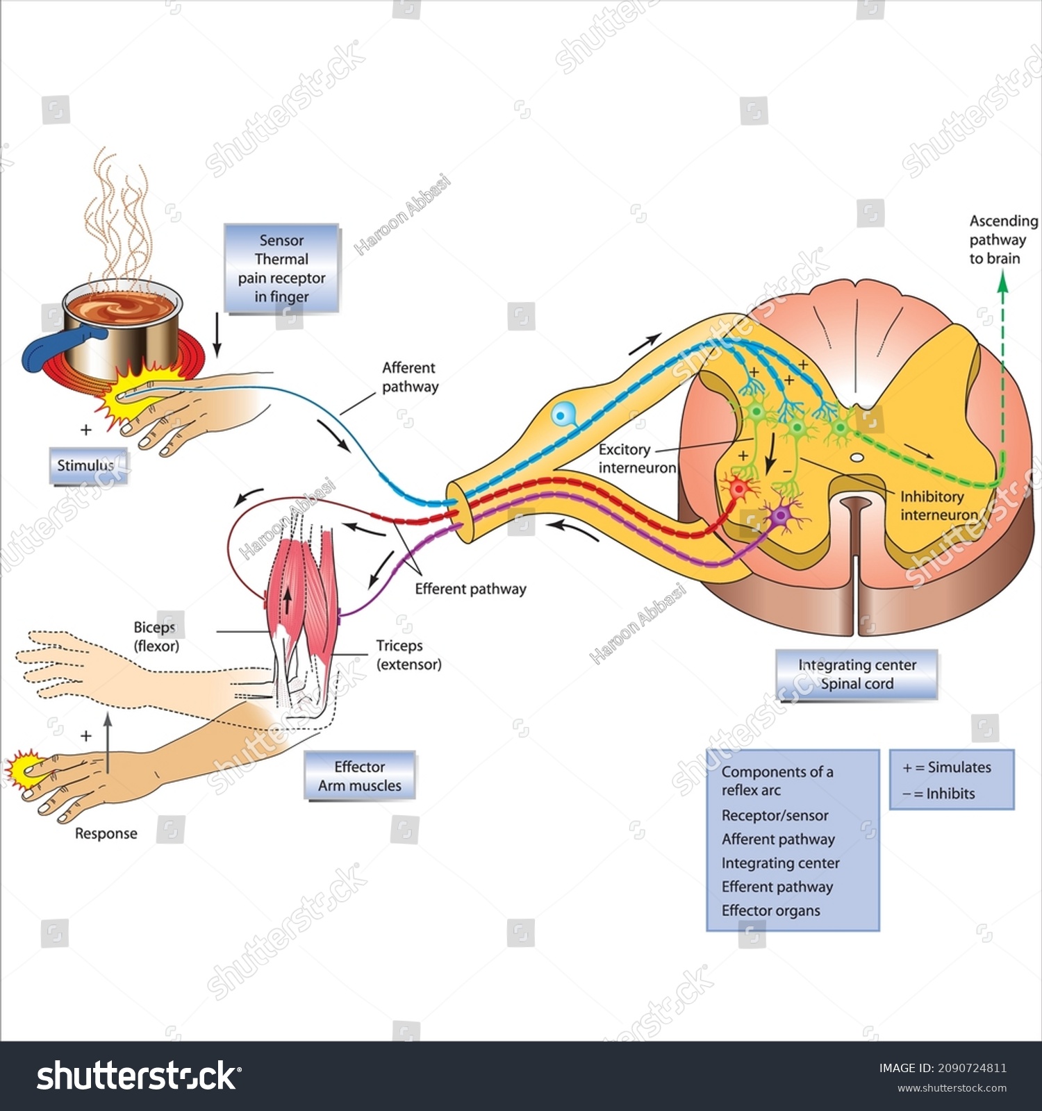 64 Muscle spindle Images, Stock Photos & Vectors | Shutterstock