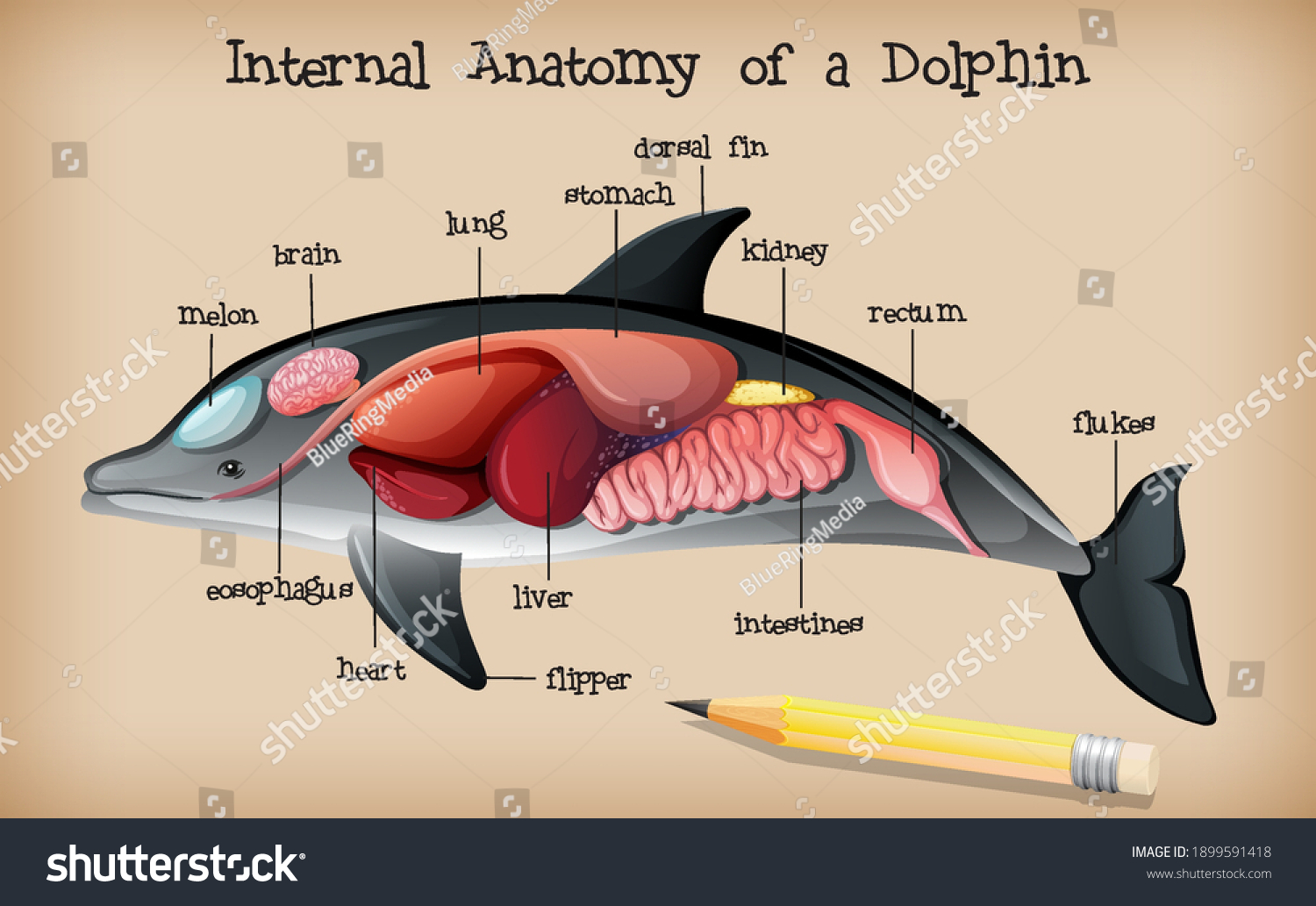 Dolphin Anatomy Images Stock Photos Vectors Shutterstock   Stock Vector Internal Anatomy Of A Dolphin Illustration 1899591418 