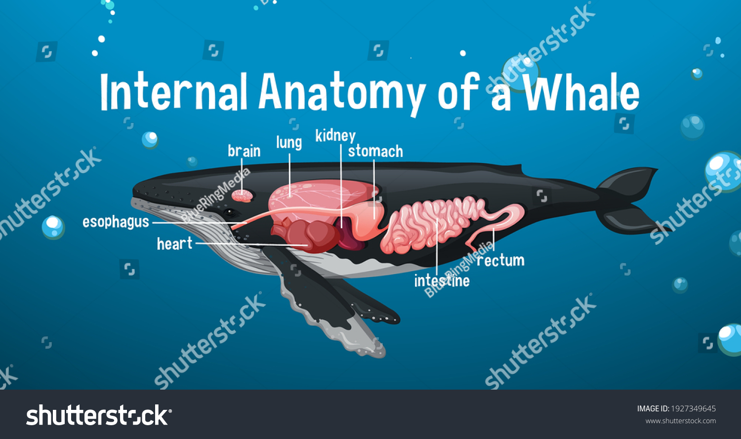 Internal Anatomy Whale Label Illustration Stock Vector (Royalty Free ...