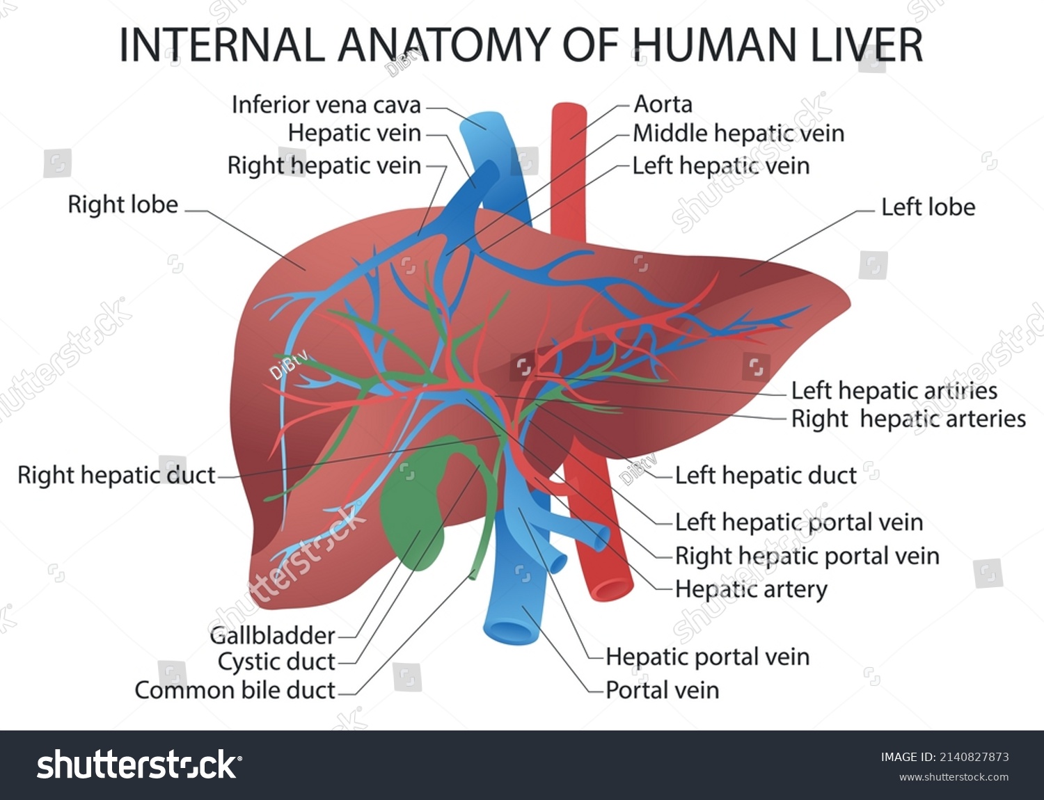 Internal Anatomy Human Liver Anatomical Vector Stock Vector Royalty Free 2140827873