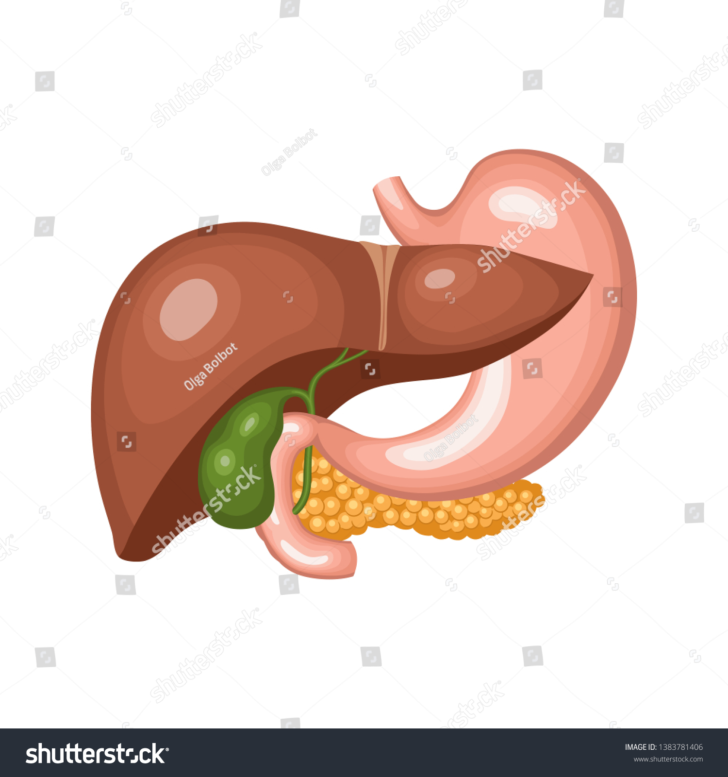 Internal Digestive Organs Liver Stomach Gallbladder Stock Vector ...