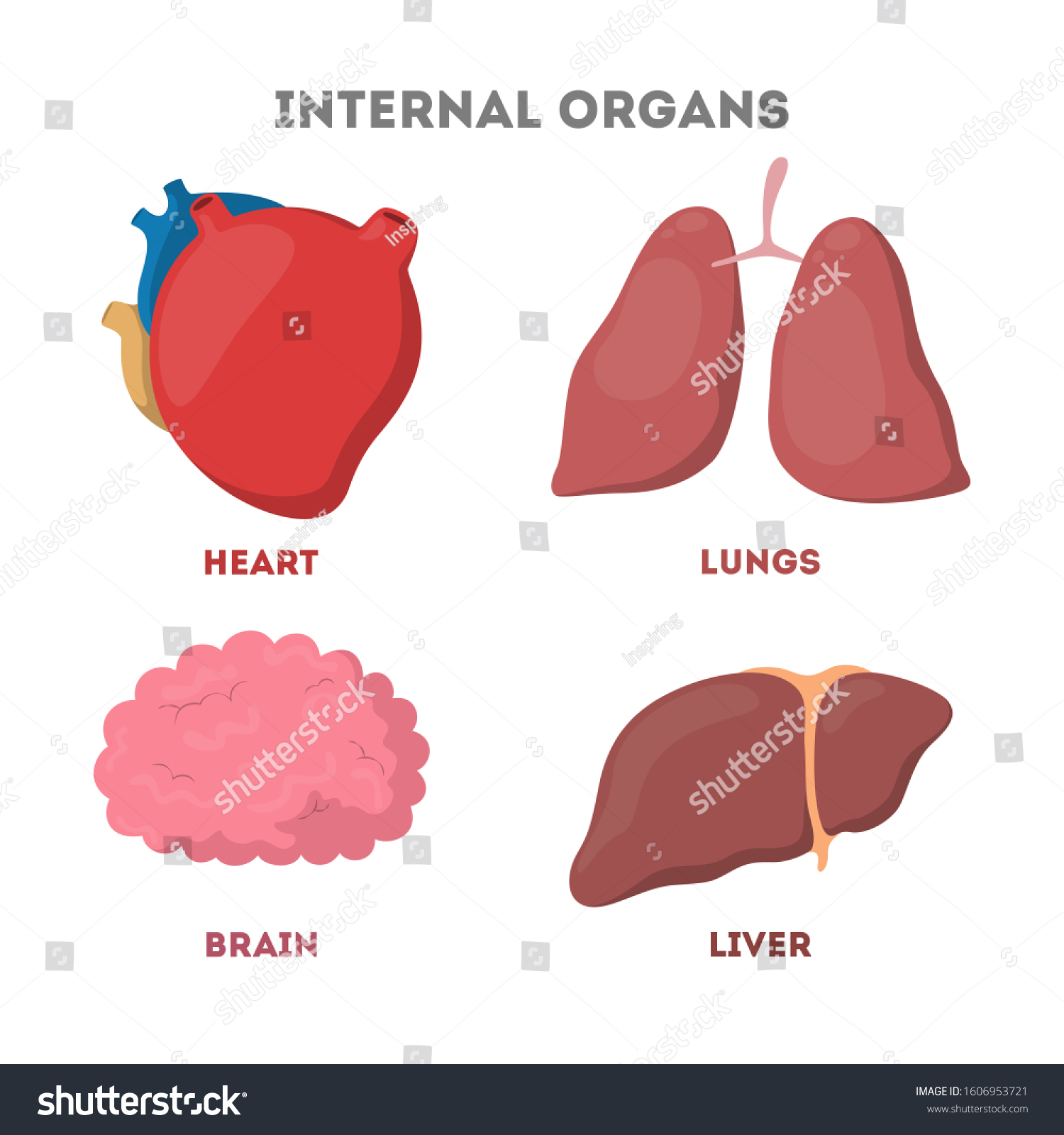 Internal Human Organ Set Anatomy Biology Stock Vector (Royalty Free ...