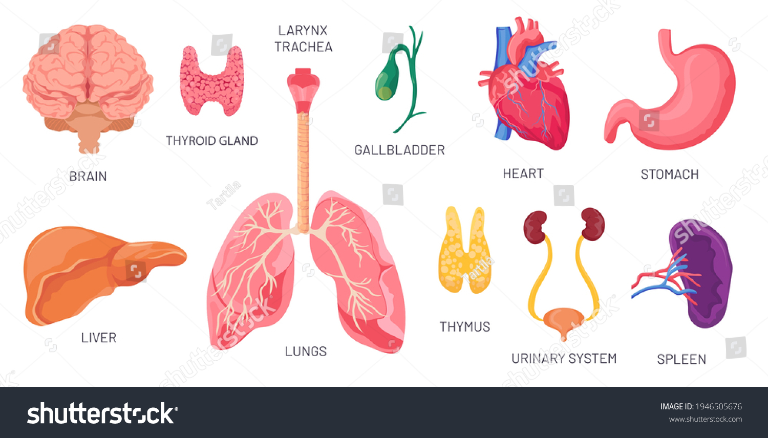 Internal Organs Human Anatomical Body Parts Stock Vector (Royalty Free ...