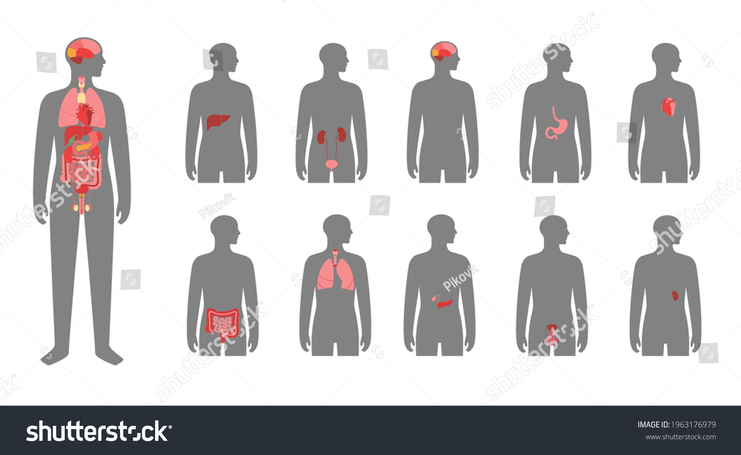 Internal Organs Man Body Brain Stomach Stock Vector (Royalty Free