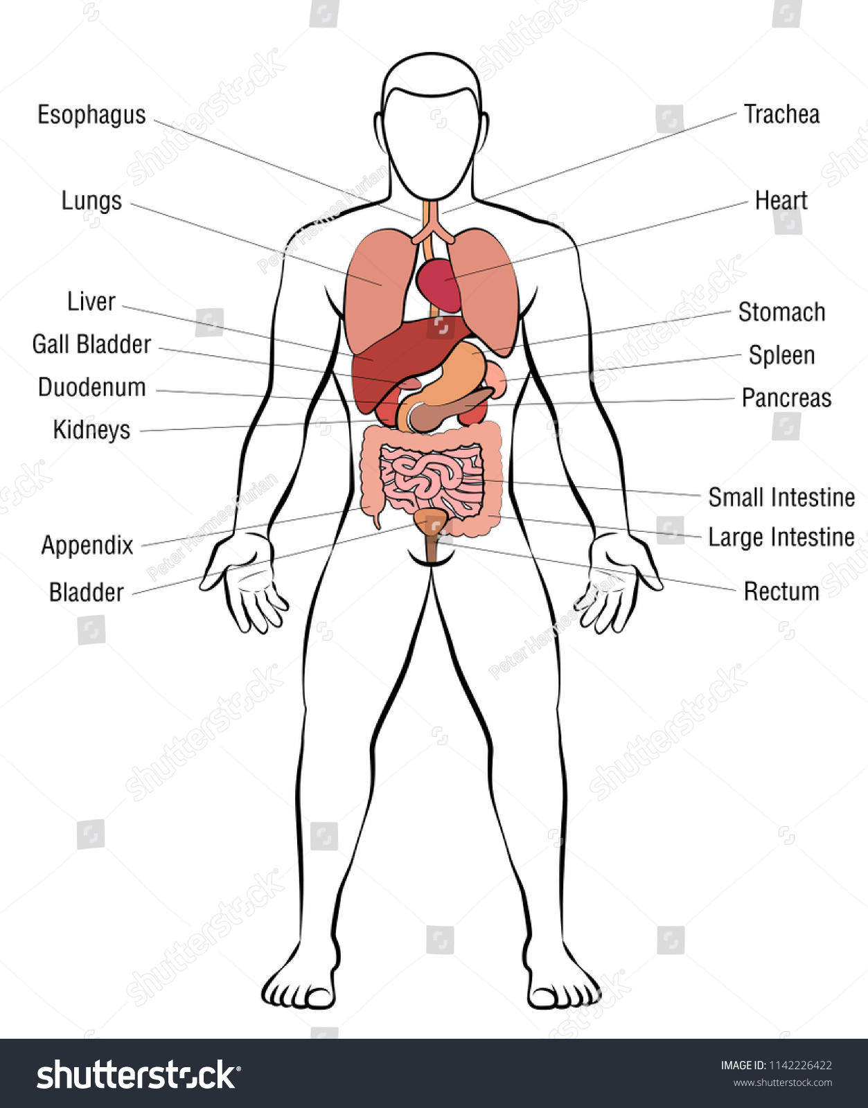 Internal Organs Male Body Schematic Human Stock Vector (Royalty Free ...