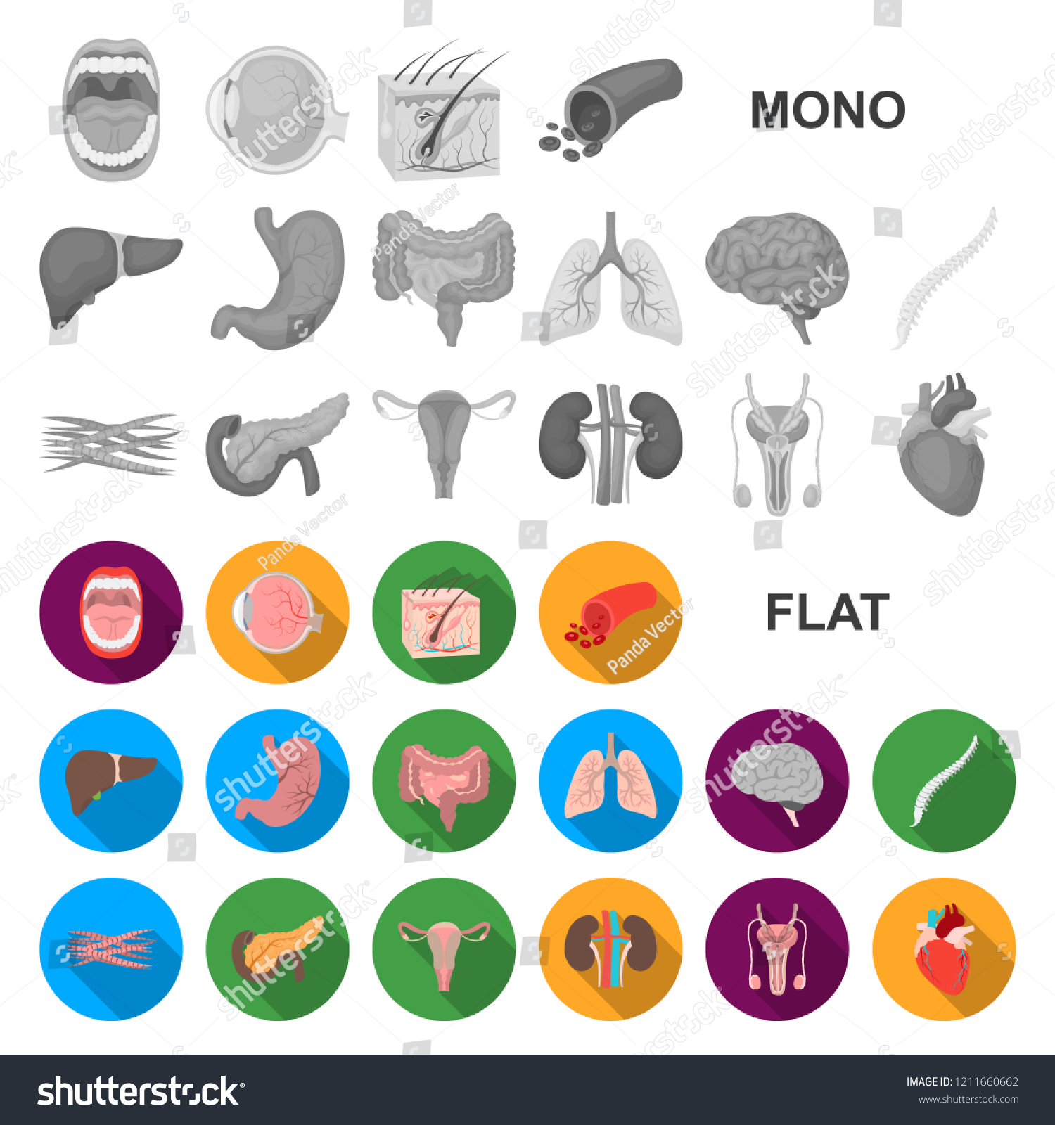 Internal Organs Human Flat Icons Set Stock Vector Royalty Free