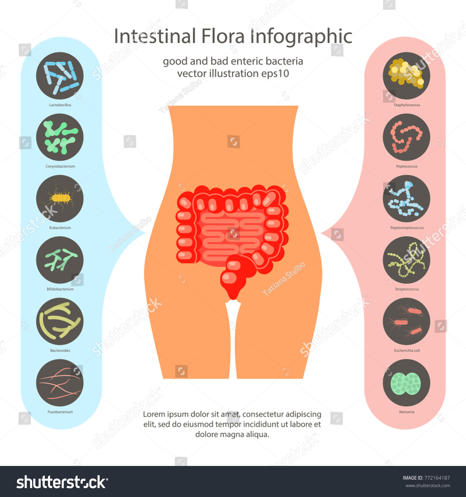 Intestinal Flora Set Good Bad Enteric 스톡 벡터로열티 프리 772164187