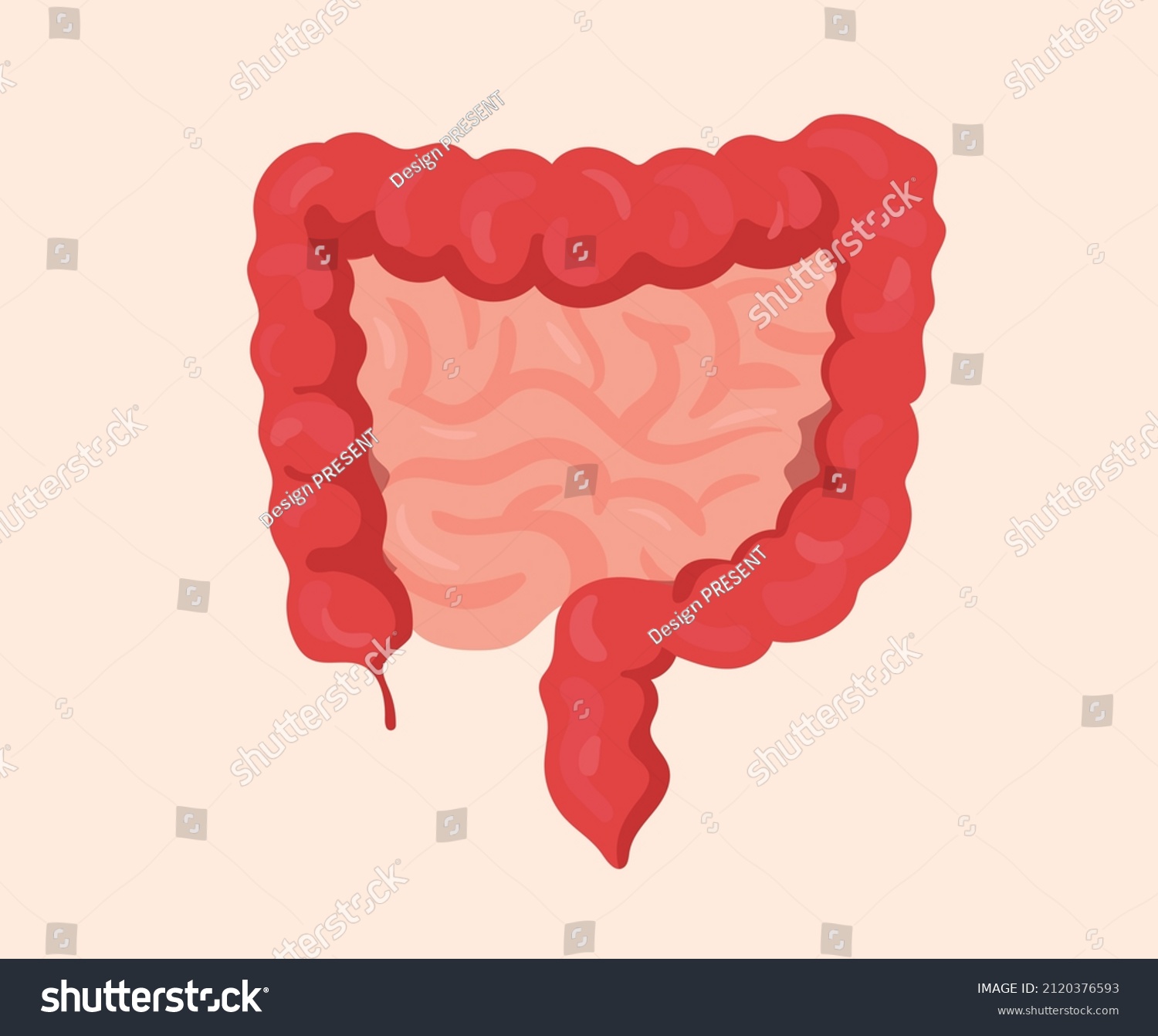 Intestine Illustration Set Human Body Vector Stock Vector (Royalty Free ...