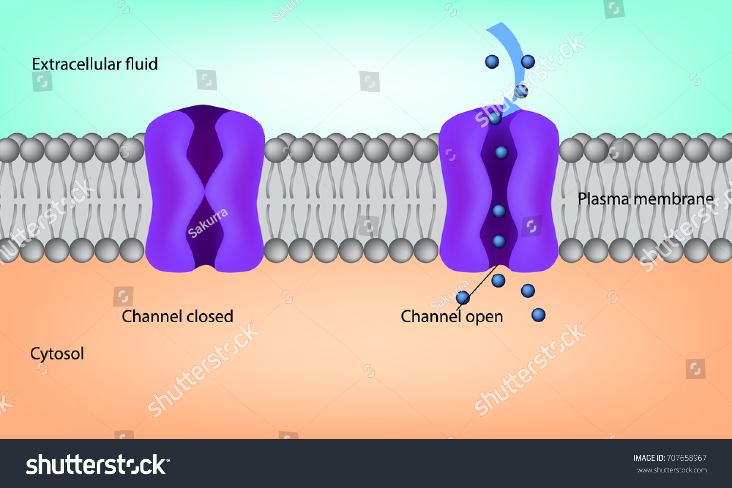 Ion Channel Cell Membrane Illustration Structure: Vetor Stock (livre De ...