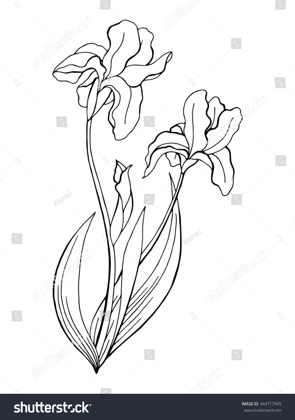 アヤメの花のグラフィックアート 白黒のイラストベクター画像 のベクター画像素材 ロイヤリティフリー 464717945