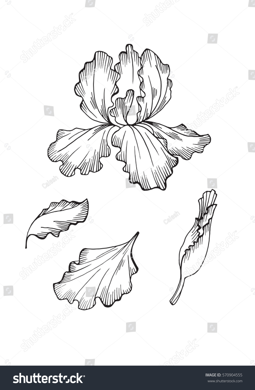 Iris Flower Isolated On White Background Stock Vector Royalty ...