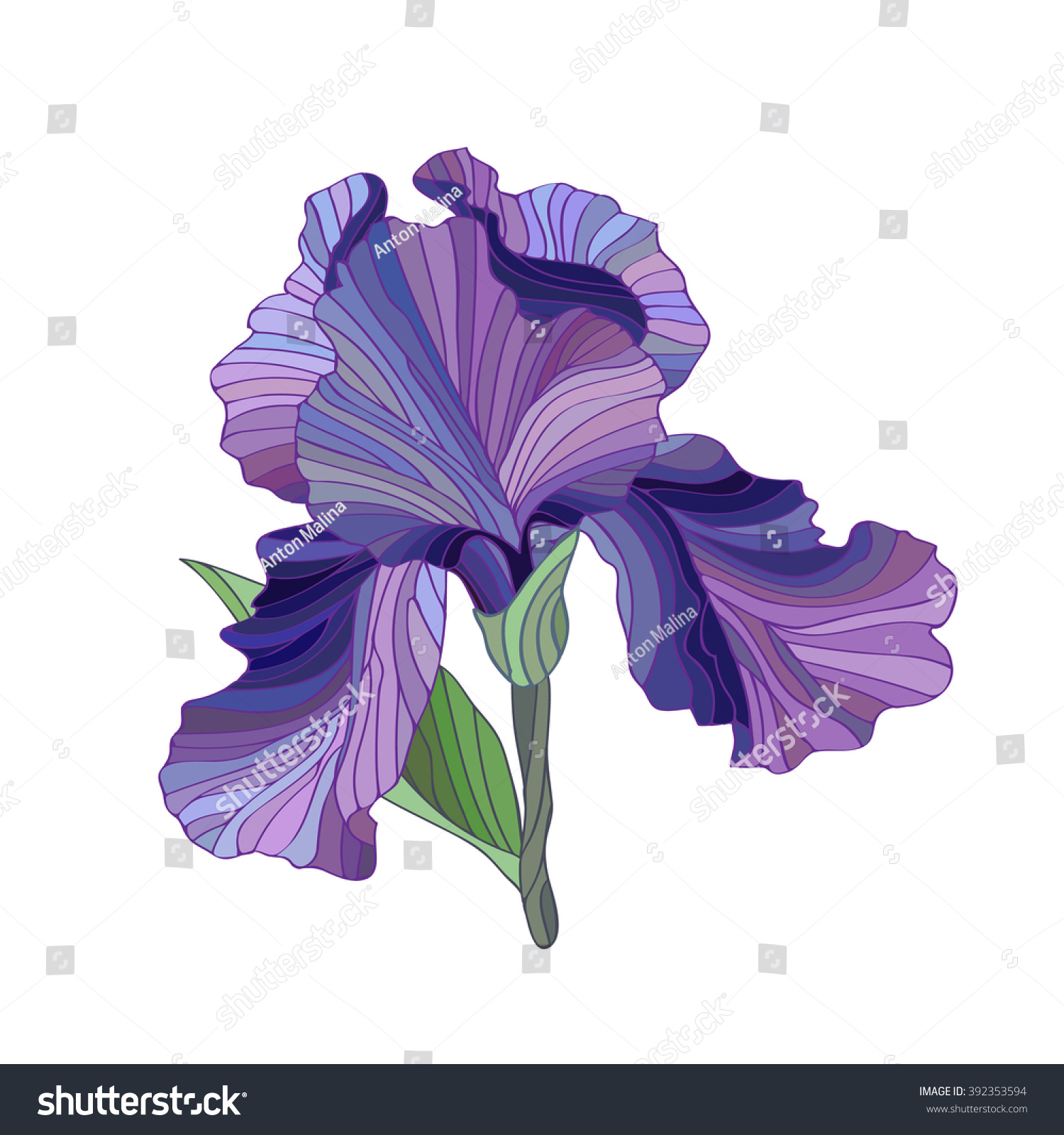 Iris Flower Isolated On White Spring Stock Vector Royalty Free ...