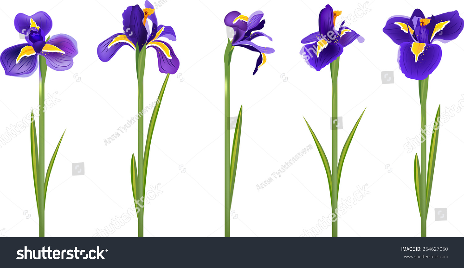 Iris Flowers Isolated On White Background Stock Vector (Royalty Free