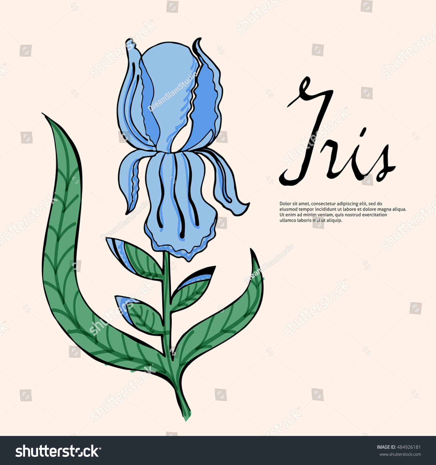 Irises Vector Floral Illustration Stock Vector (Royalty Free) 484926181