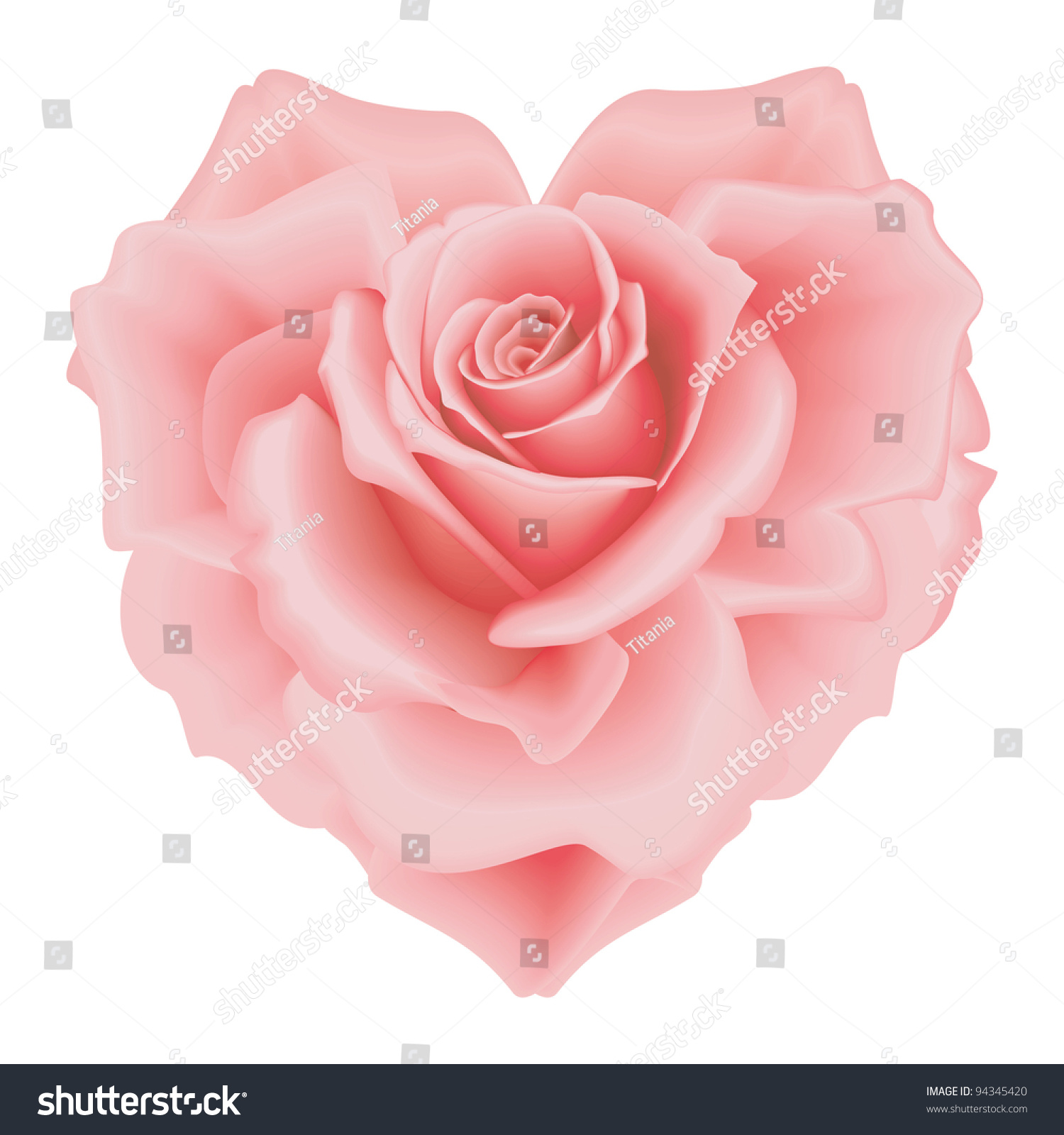 Isolated Beautiful Pink Roseheart On White Stock Vector ...