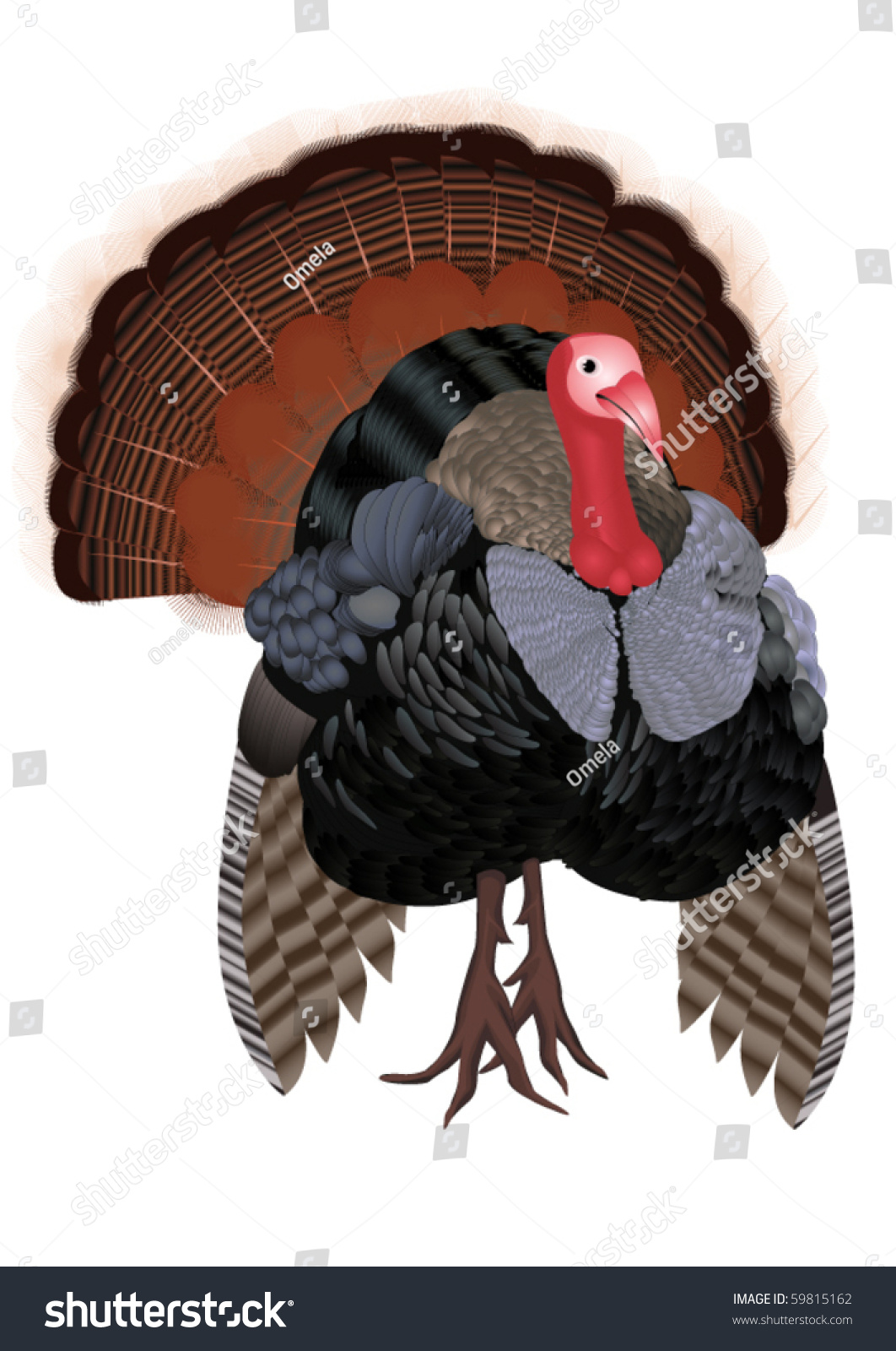 Isolated Cartoon Turkey (Vector) - 59815162 : Shutterstock