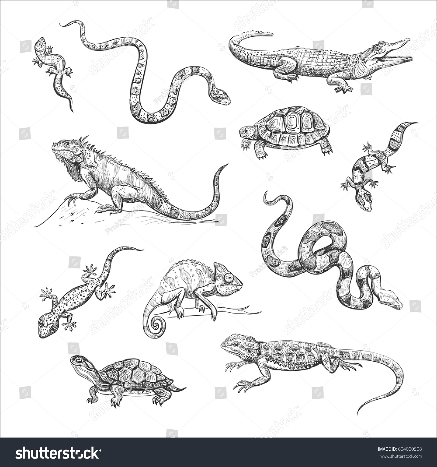 Isolated Sketch On White Background Reptiles Stock Vector 604000508