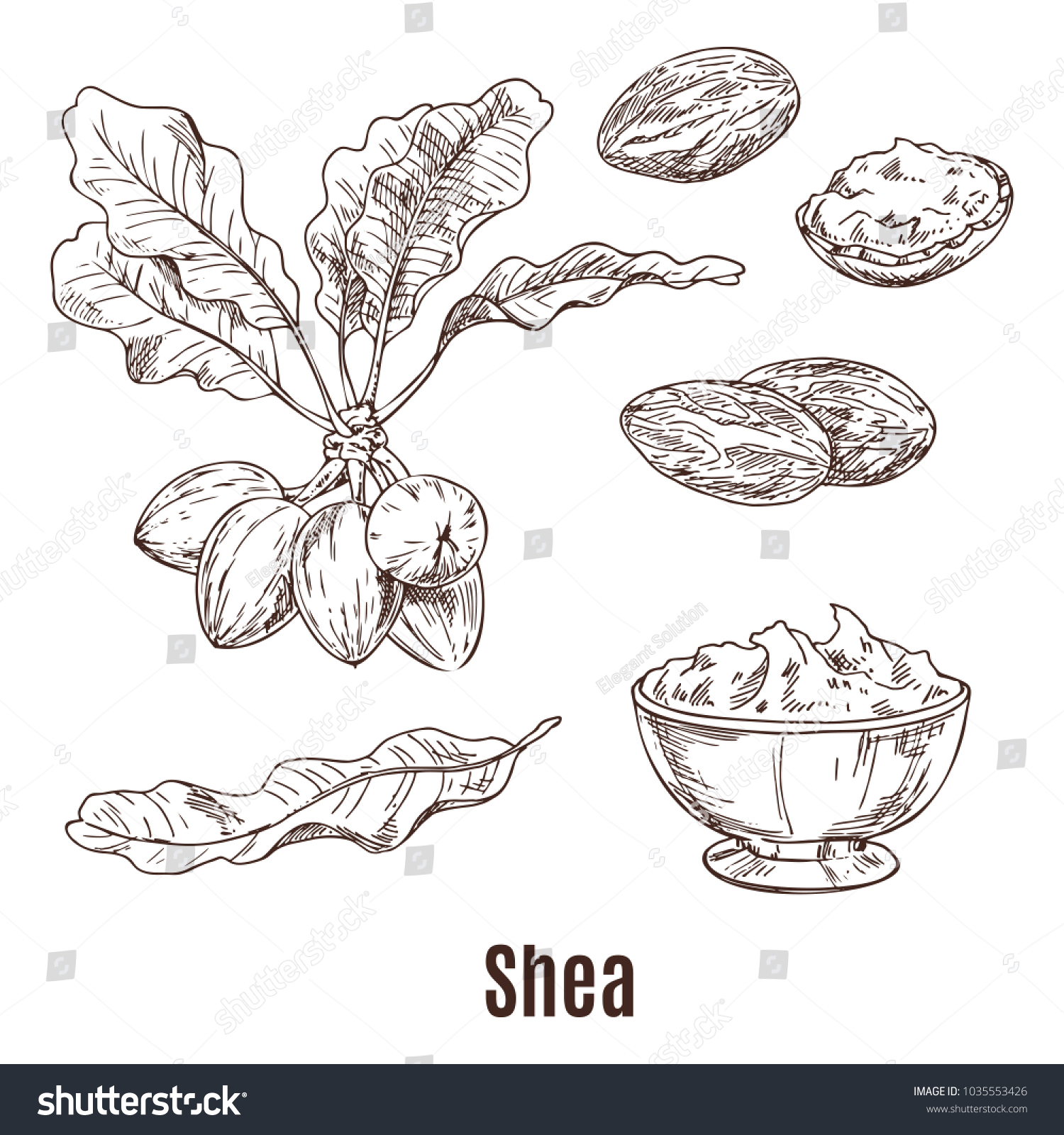 SVG of Isolated sketches of shea nuts and leaves, bowl or cup with shea butter or karite, lotion or moisturizer for skincare, cream or salve for hydrating. Health and dermatology, organic cosmetic theme svg